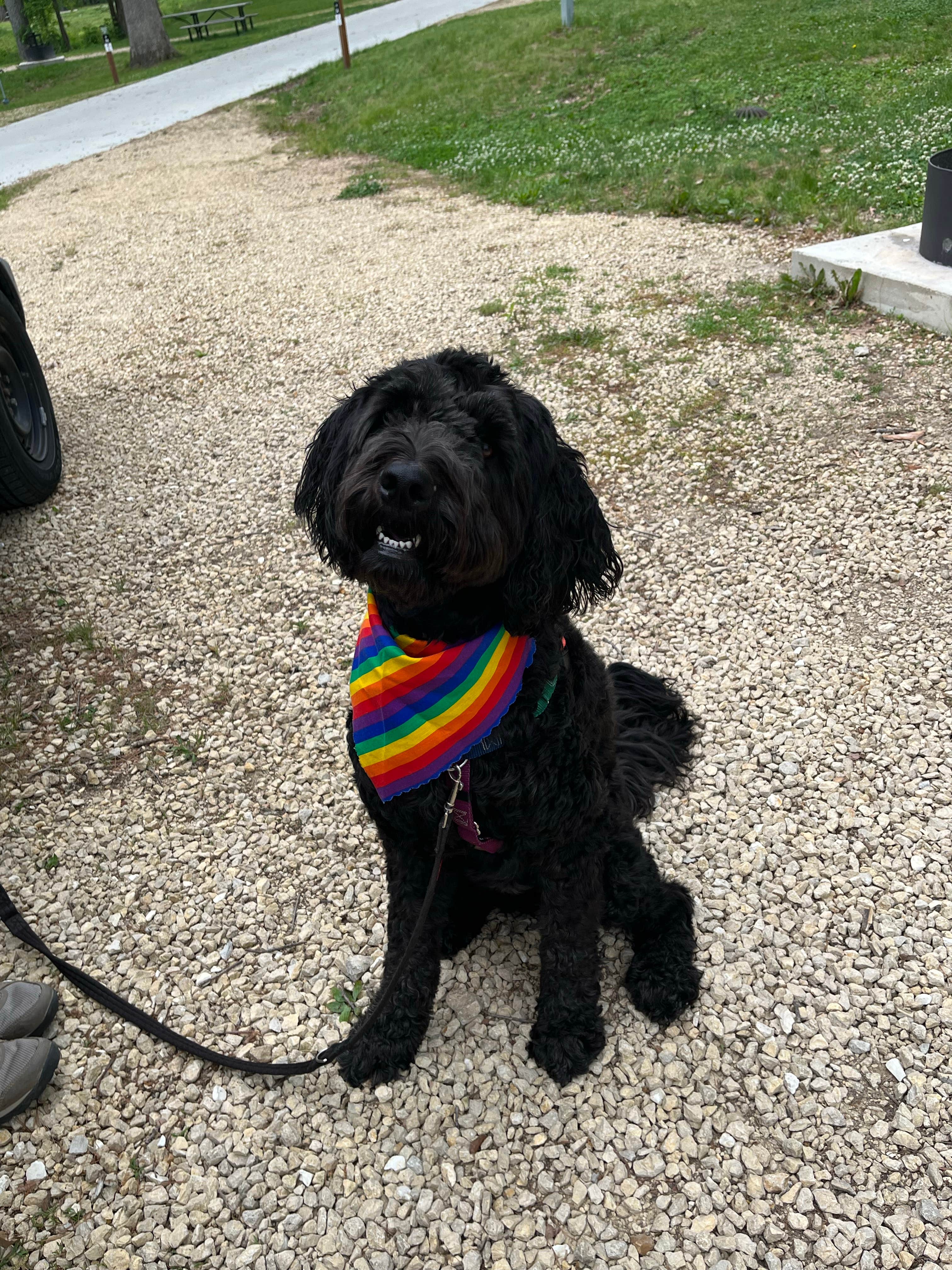 Truly W.'s photo of camping with pets at Pikes Peak State Park Campground near Elkader, IA