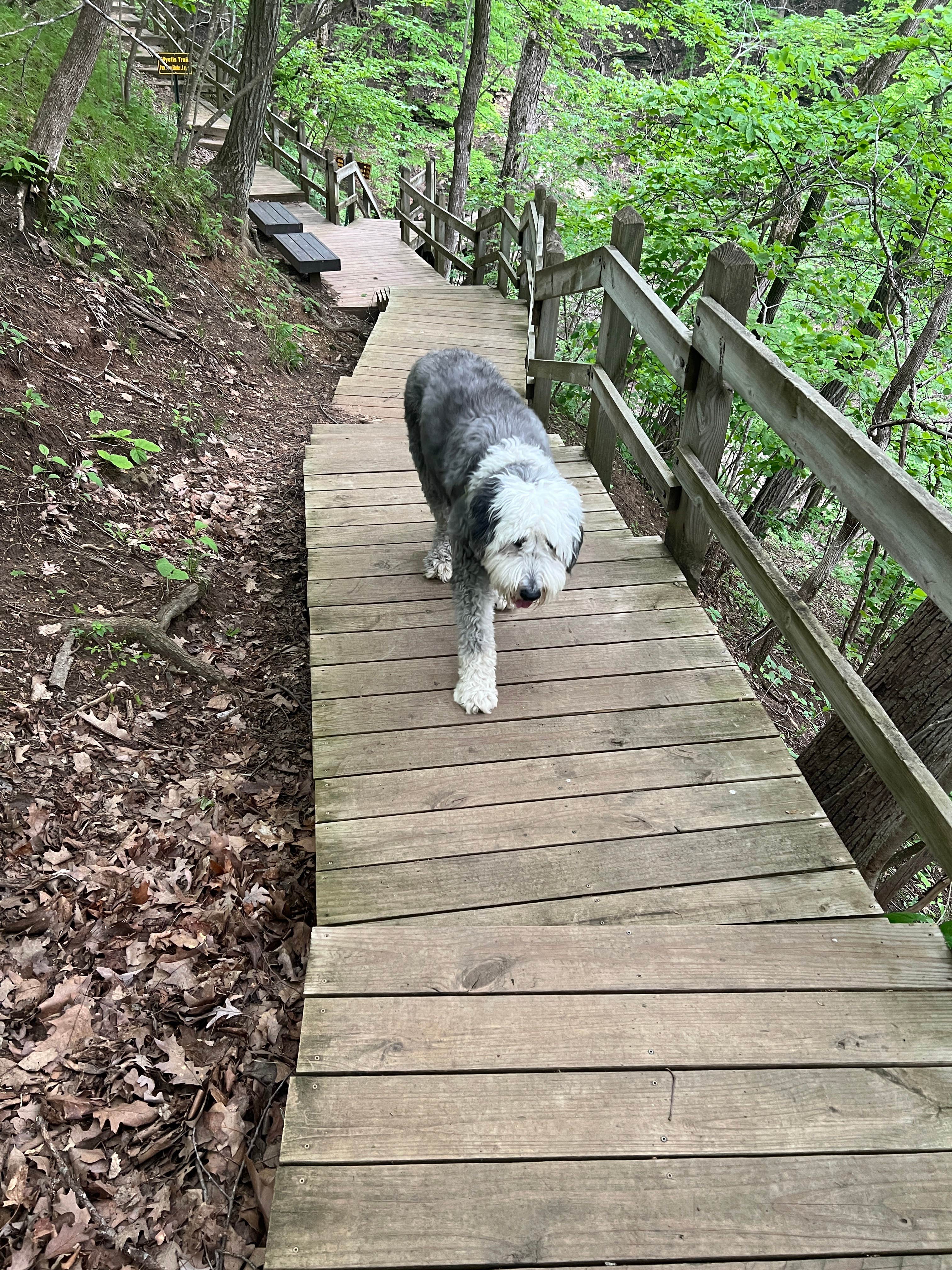 Marci S.'s photo of camping with pets at Pikes Peak State Park Campground in Iowa