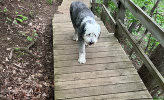 Marci S.'s photo of camping with pets at Pikes Peak State Park Campground near Prairie du Chien, WI