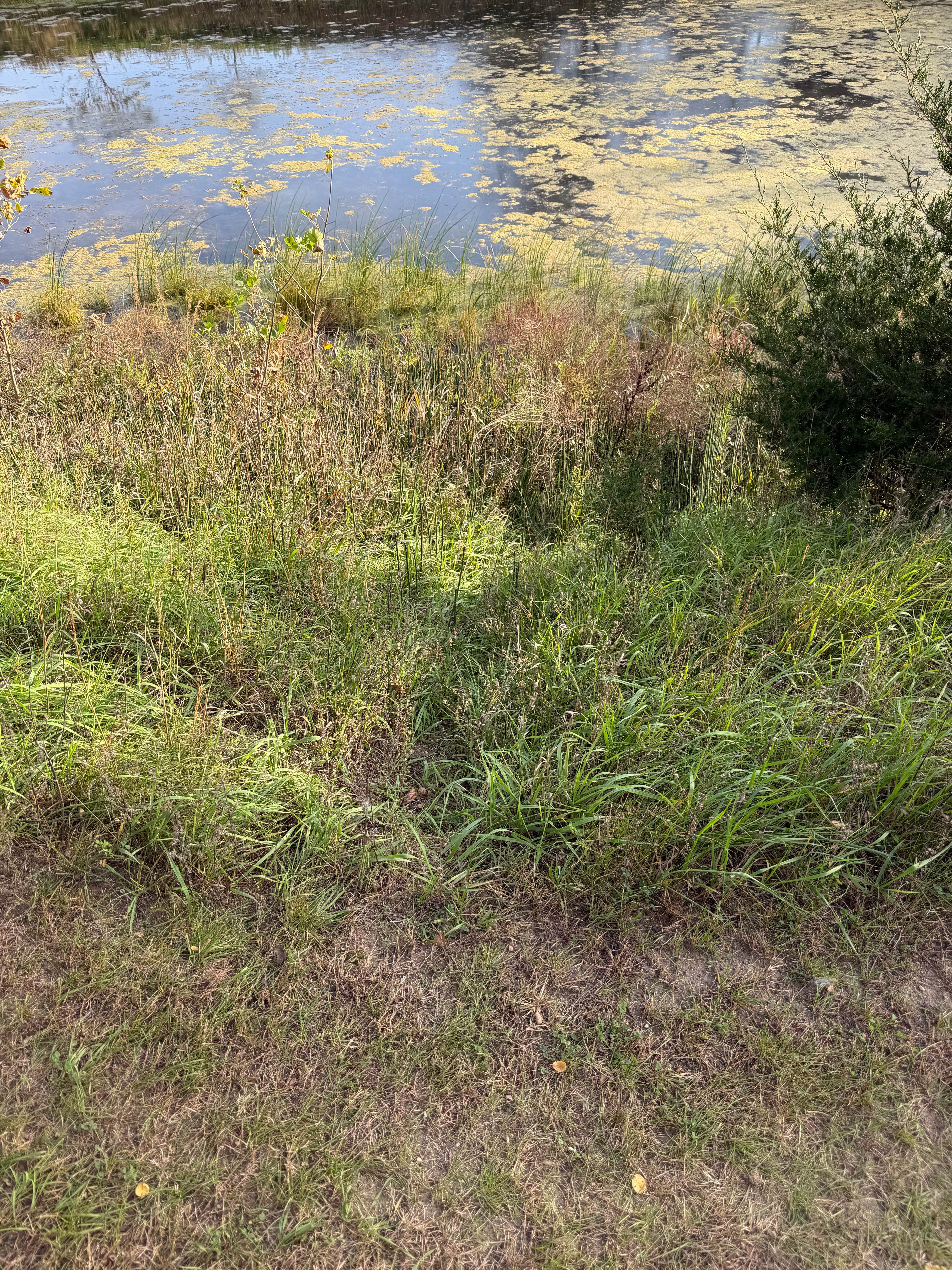 Camping near Featherstone County Park: Reiff Park, Sac City, Iowa