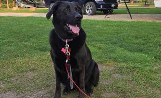 Jerry H.'s photo of camping with pets at Swiss Valley County Park near Dyersville, IA