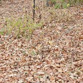 Review photo of Virginia Grove Rec Area by Travis R., November 18, 2024