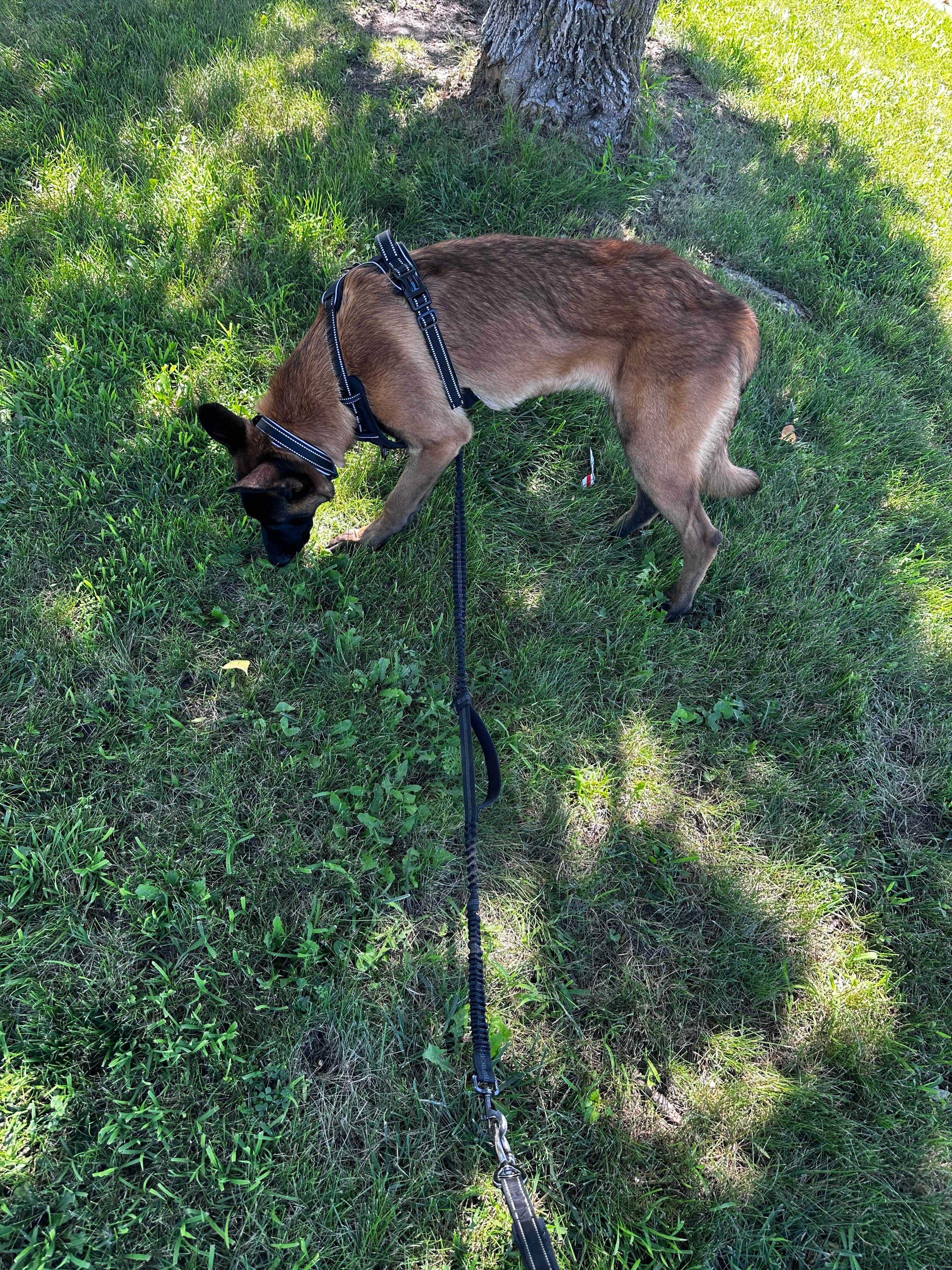 Camper-submitted photo at Willow Lake Recreation Area near Pisgah, IA