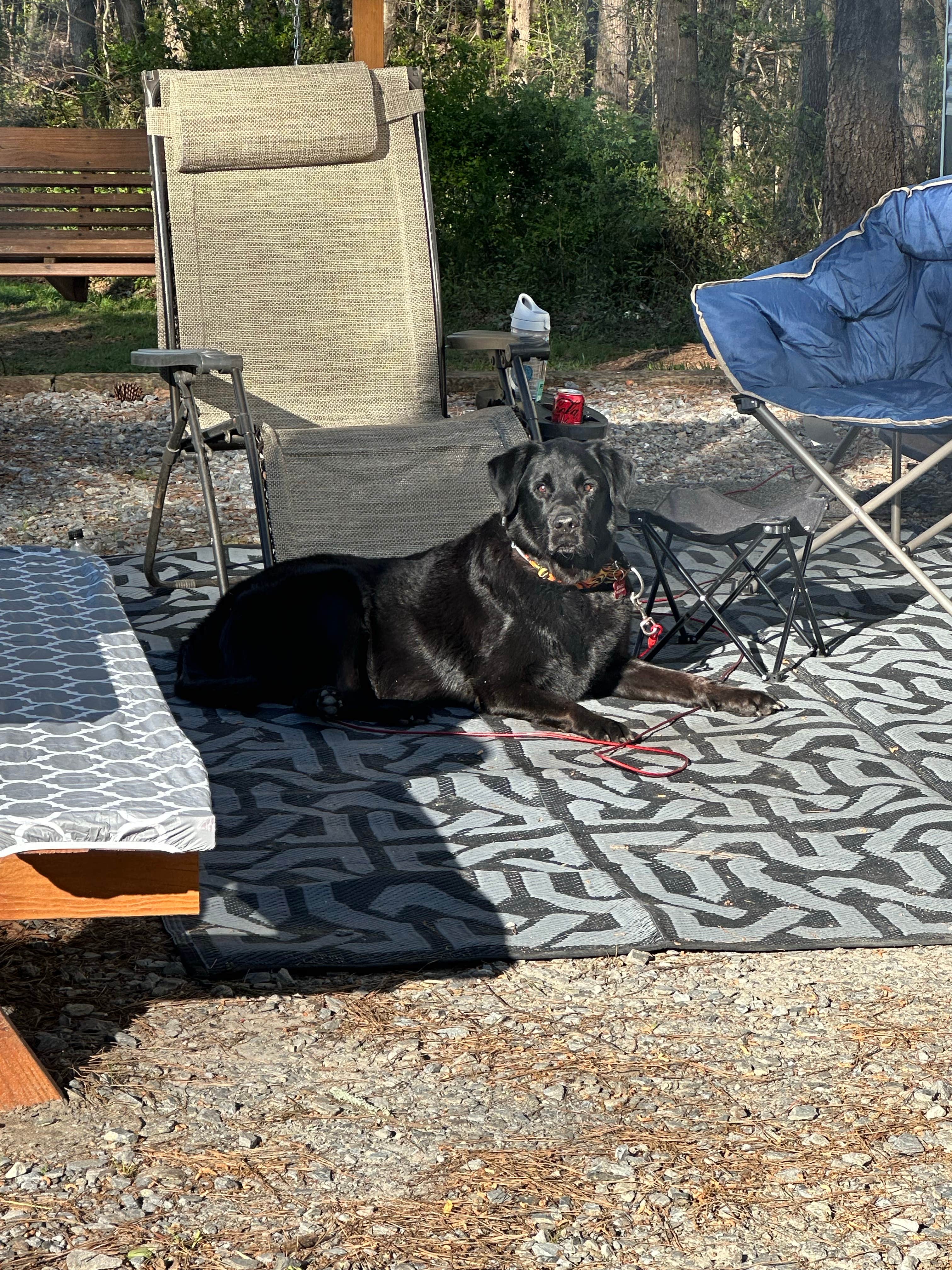 Lisa S.'s photo of camping with pets at Iron City Campground, Inc. near Spartanburg, SC