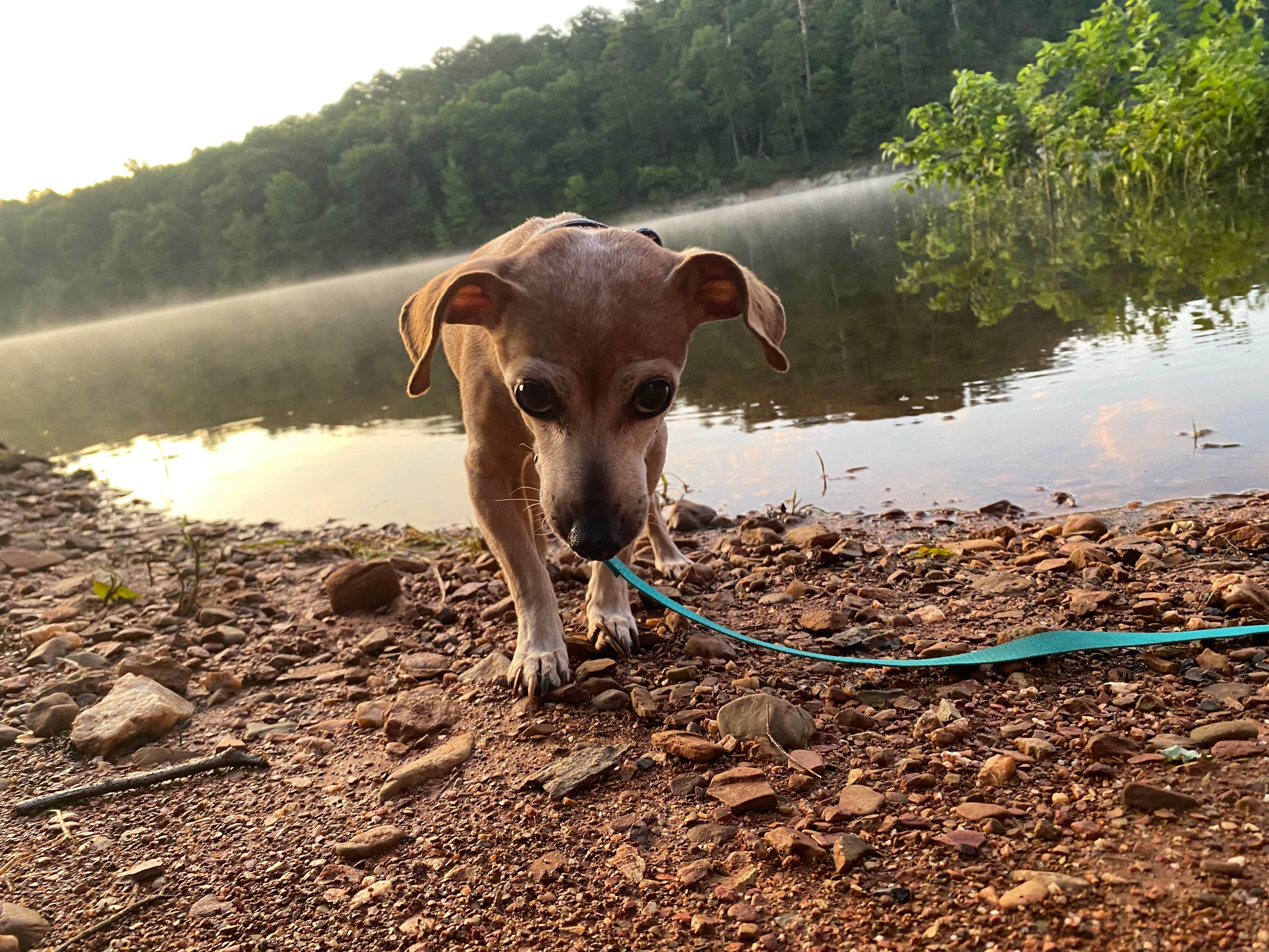 Charity S.'s photo of camping with pets at Irons Fork near Ouachita National Forest