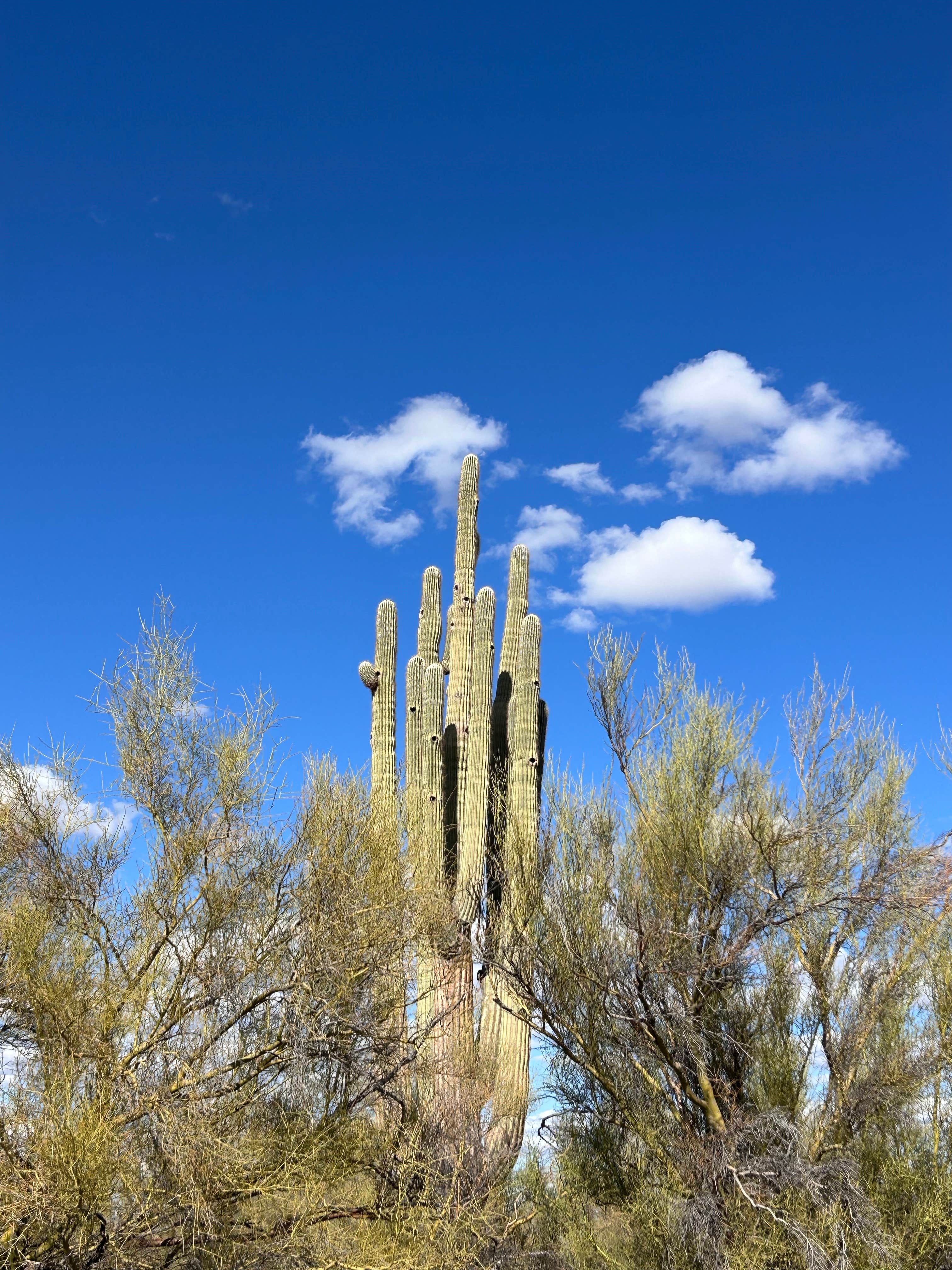 Camper-submitted photo at Ironwood Forest BLM National Monument Pump Station Dispersed near Eloy, AZ