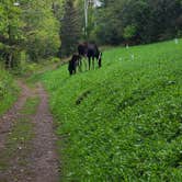 Review photo of Island Mine Campground — Isle Royale National Park by Tori K., November 12, 2024