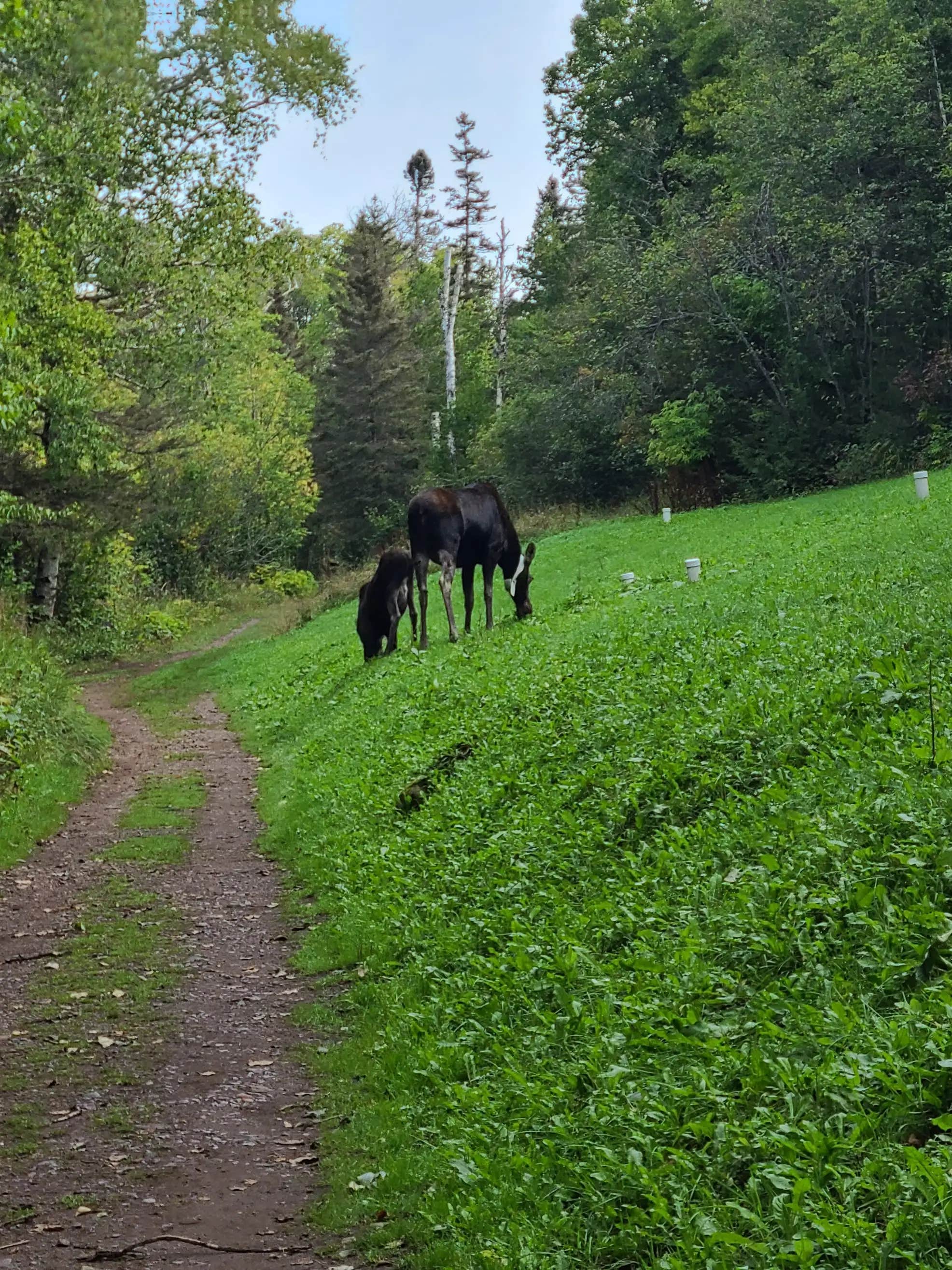 Camper submitted image from Island Mine Campground — Isle Royale National Park - 4