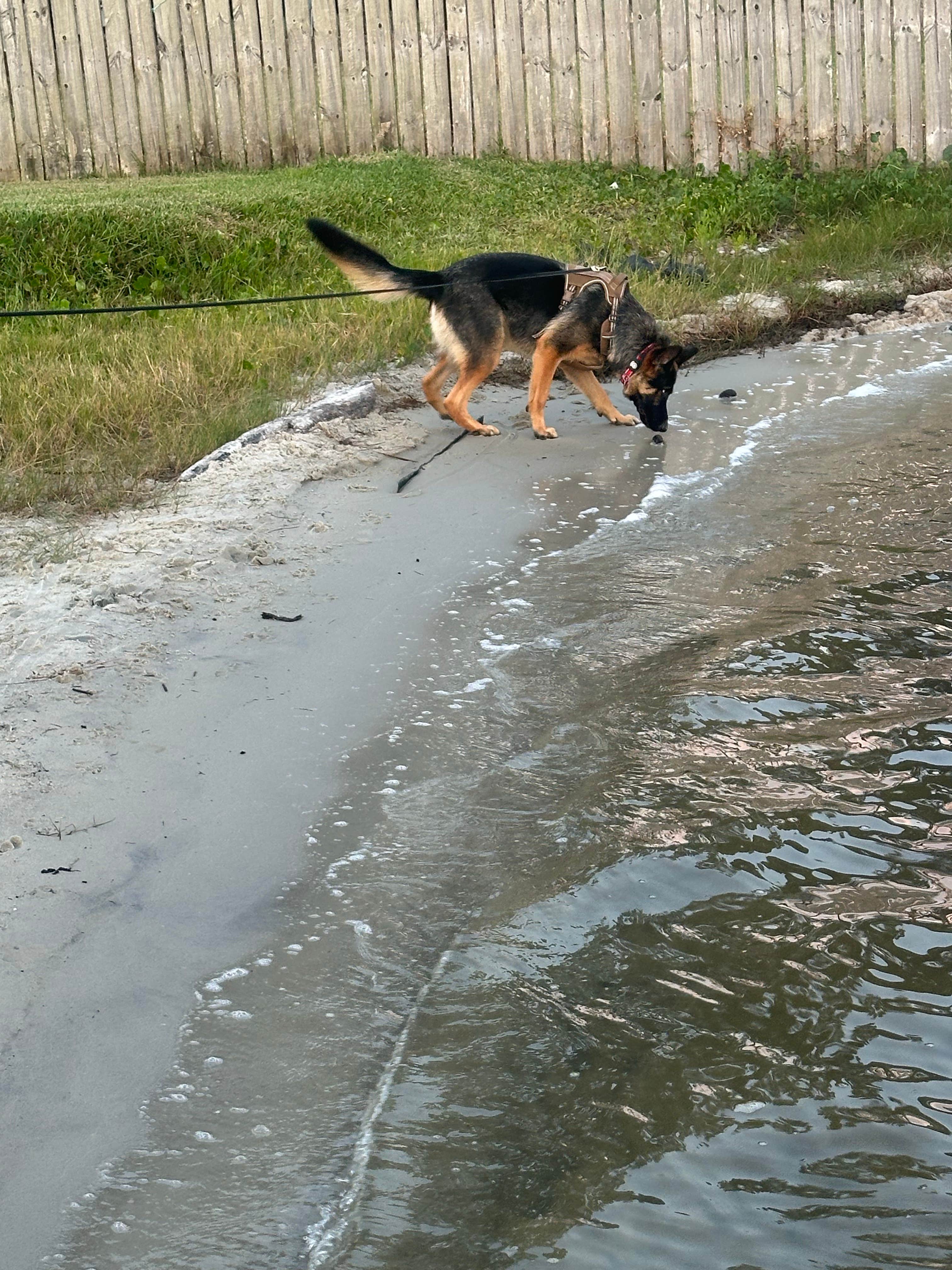 Richard F.'s photo of camping with pets at Island Retreat RV Park near Daphne, AL
