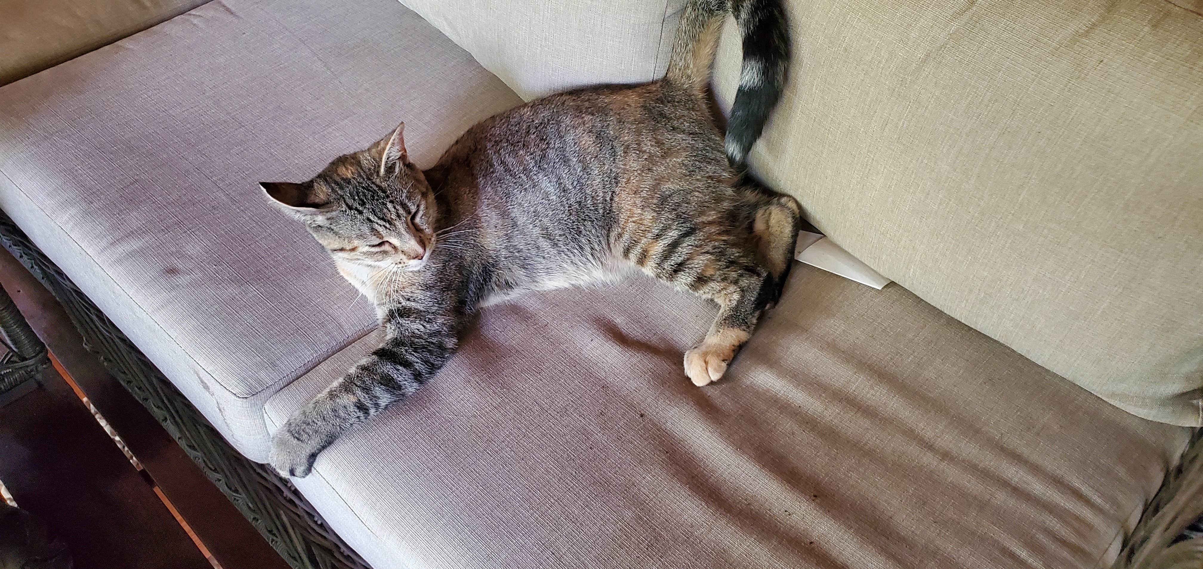 Susan W.'s photo of camping with pets at Jack Pines Resort & Campground near Midway, MN