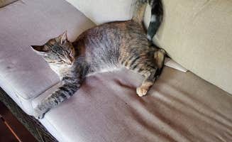 Susan W.'s photo of camping with pets at Jack Pines Resort & Campground near Midway, MN