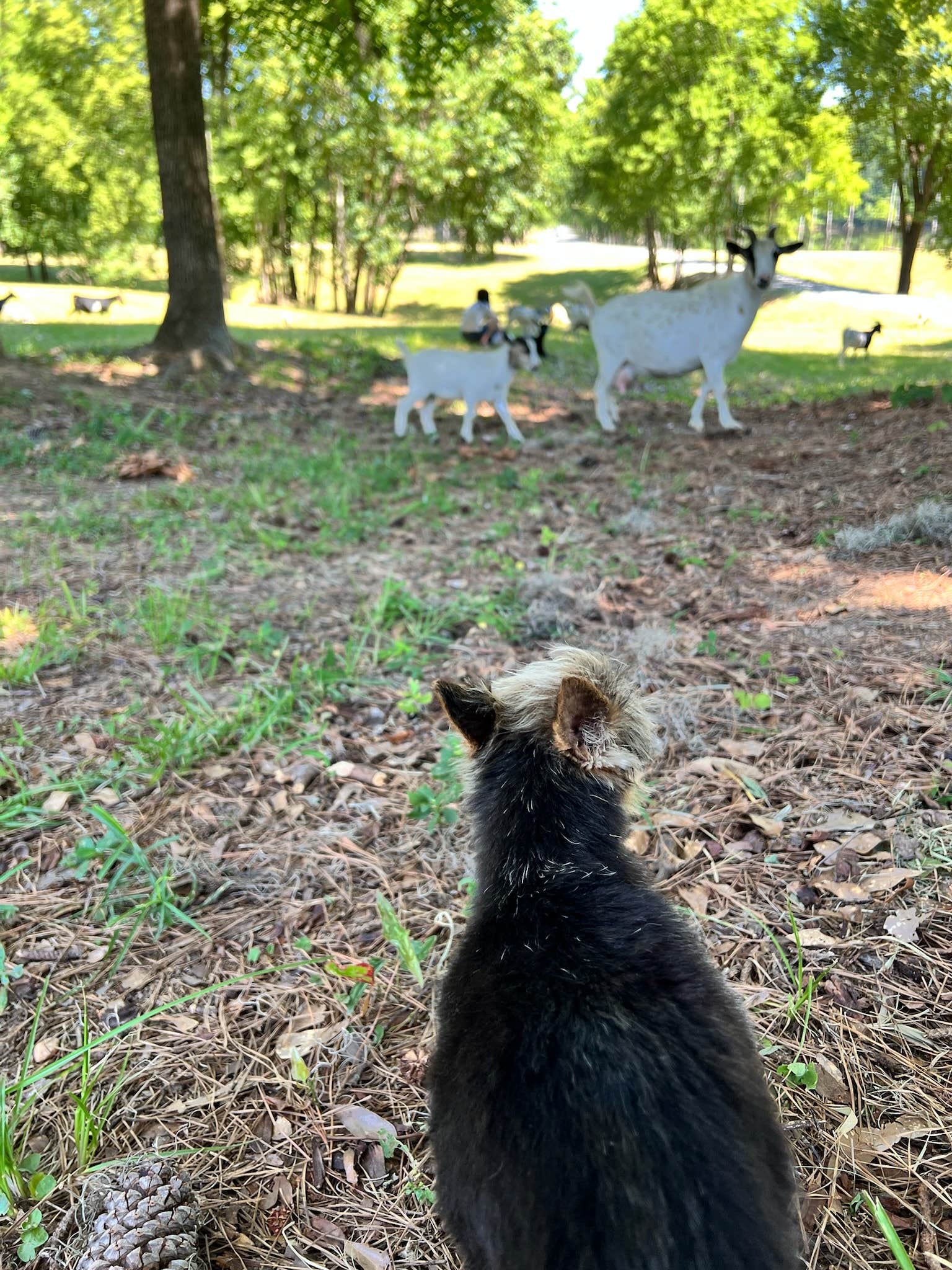 Jena S.'s photo of camping with pets at Jackson Lake Towne of Spectre near Marbury, AL