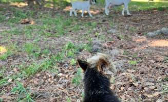 Jena S.'s photo of camping with pets at Jackson Lake Towne of Spectre near Selma, AL