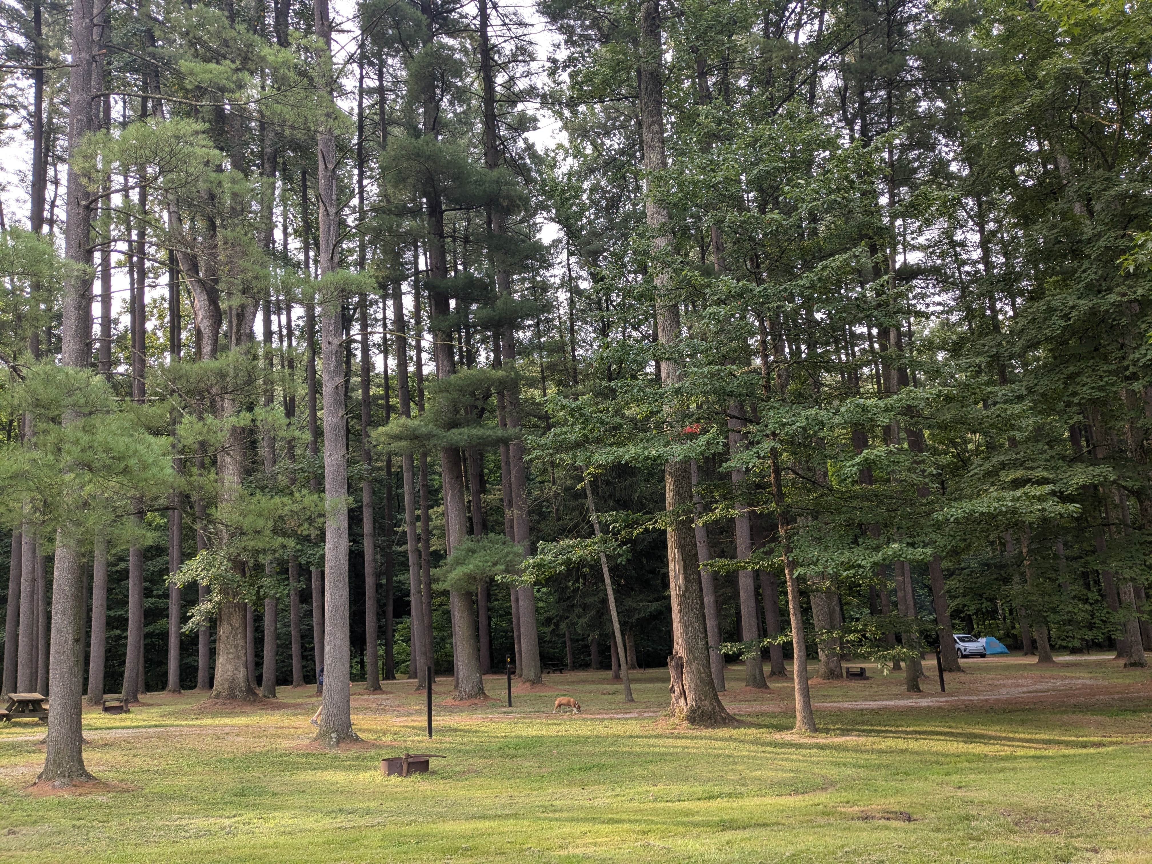 Fern B.'s photo of camping with pets at Jackson Washington State Forest near New Pekin, IN