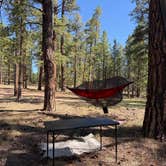 Review photo of Jacob Lake 89A Dispersed by Bea H., July 30, 2026