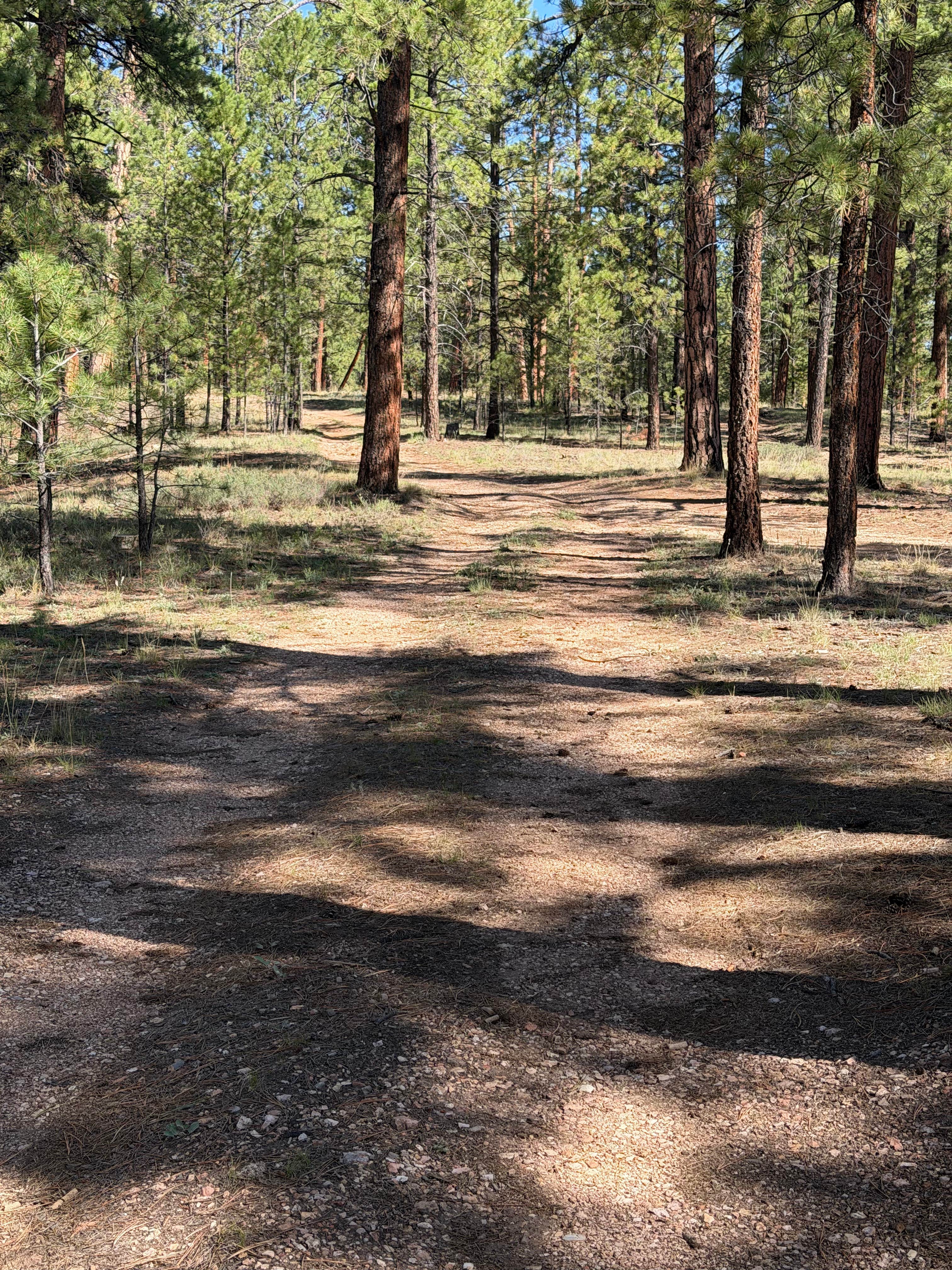 Camper-submitted photo at Jacob Lake 89A Dispersed near Jacob Lake, AZ