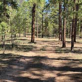Review photo of Jacob Lake 89A Dispersed by Bea H., July 30, 2026