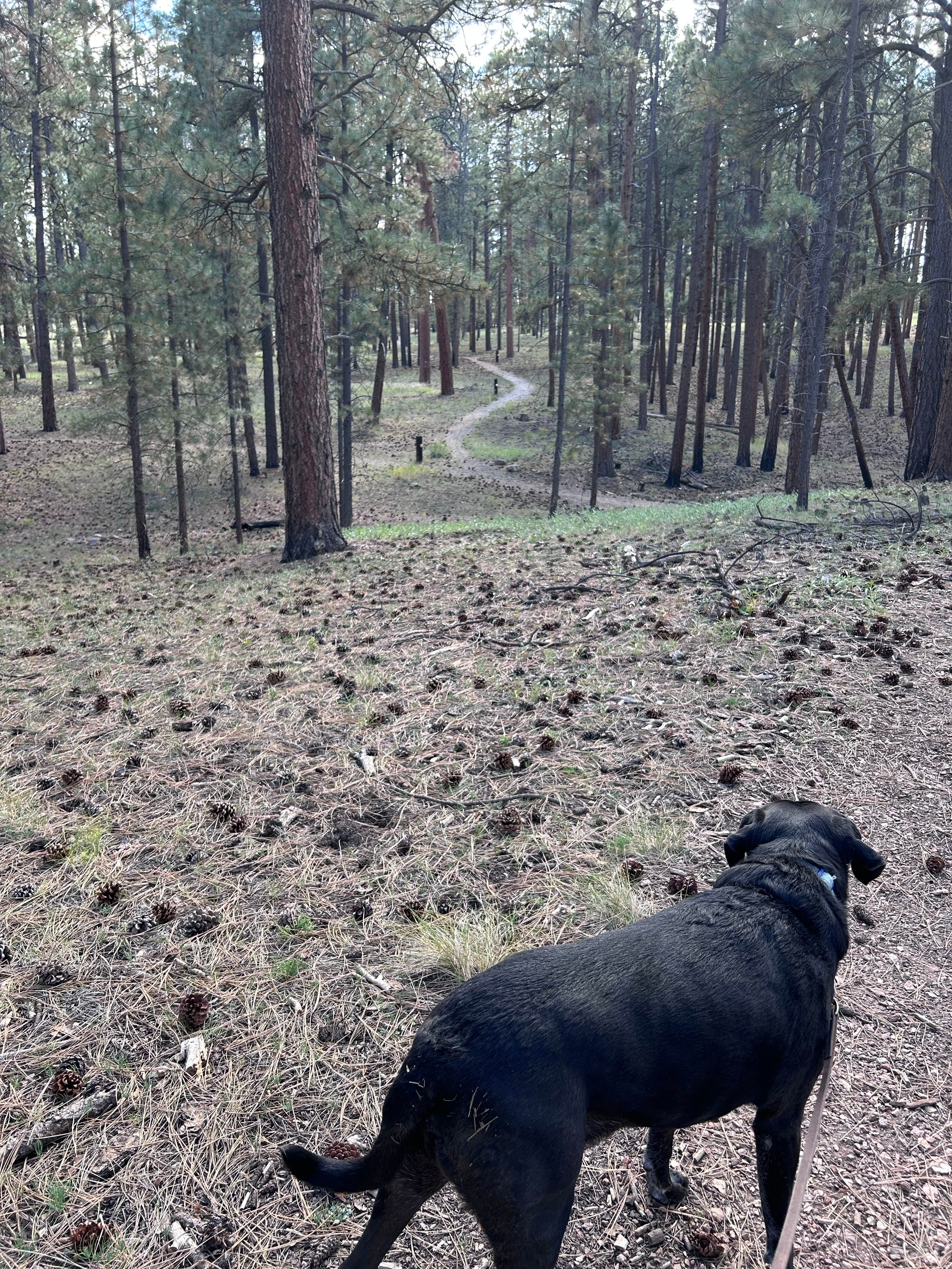 James B.'s photo of camping with pets at Jacob Lake Campground - Kaibab National Forest near Supai, AZ