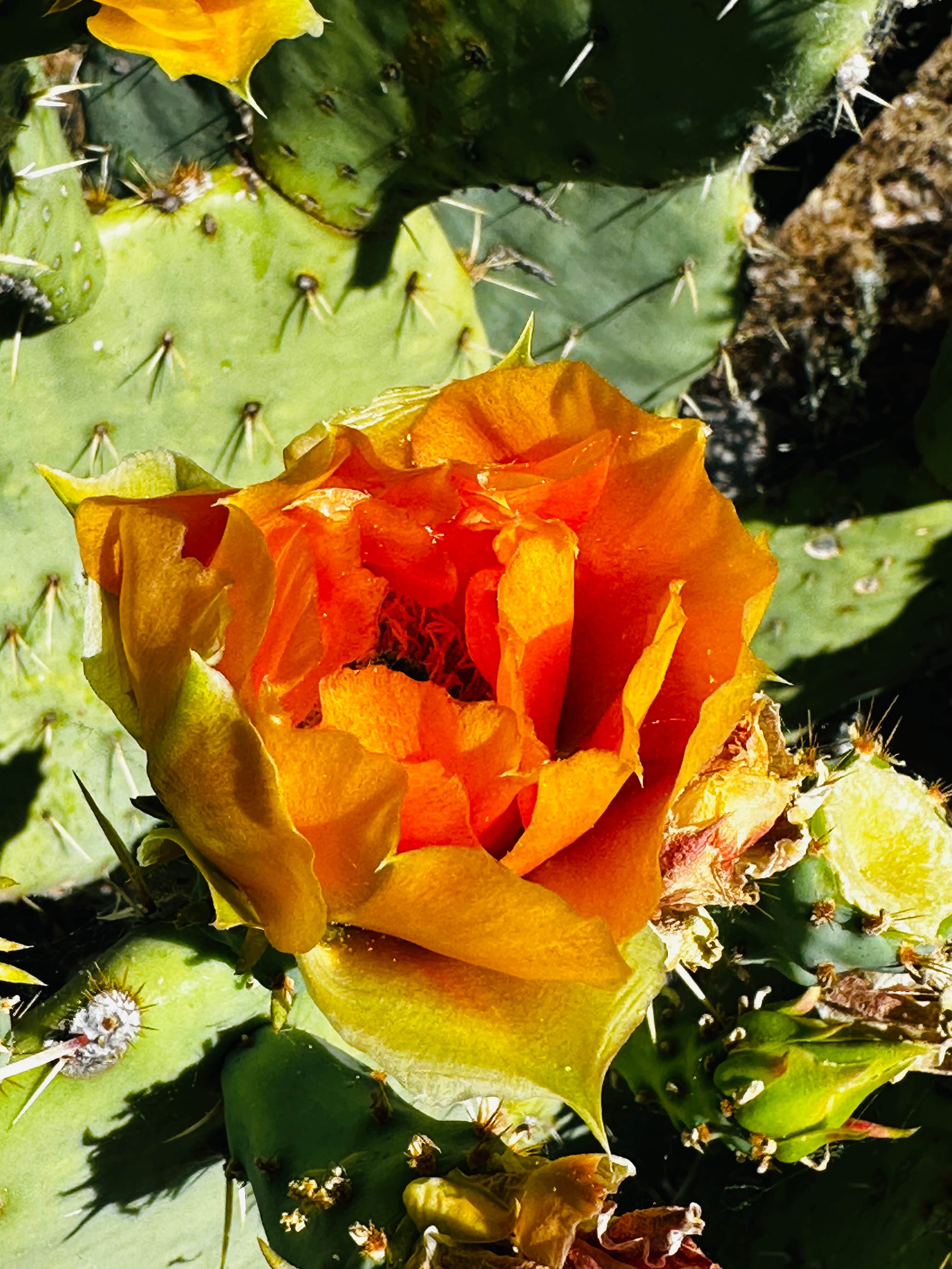 Camper-submitted photo at Jacobson Canyon Overlook near Pima, AZ