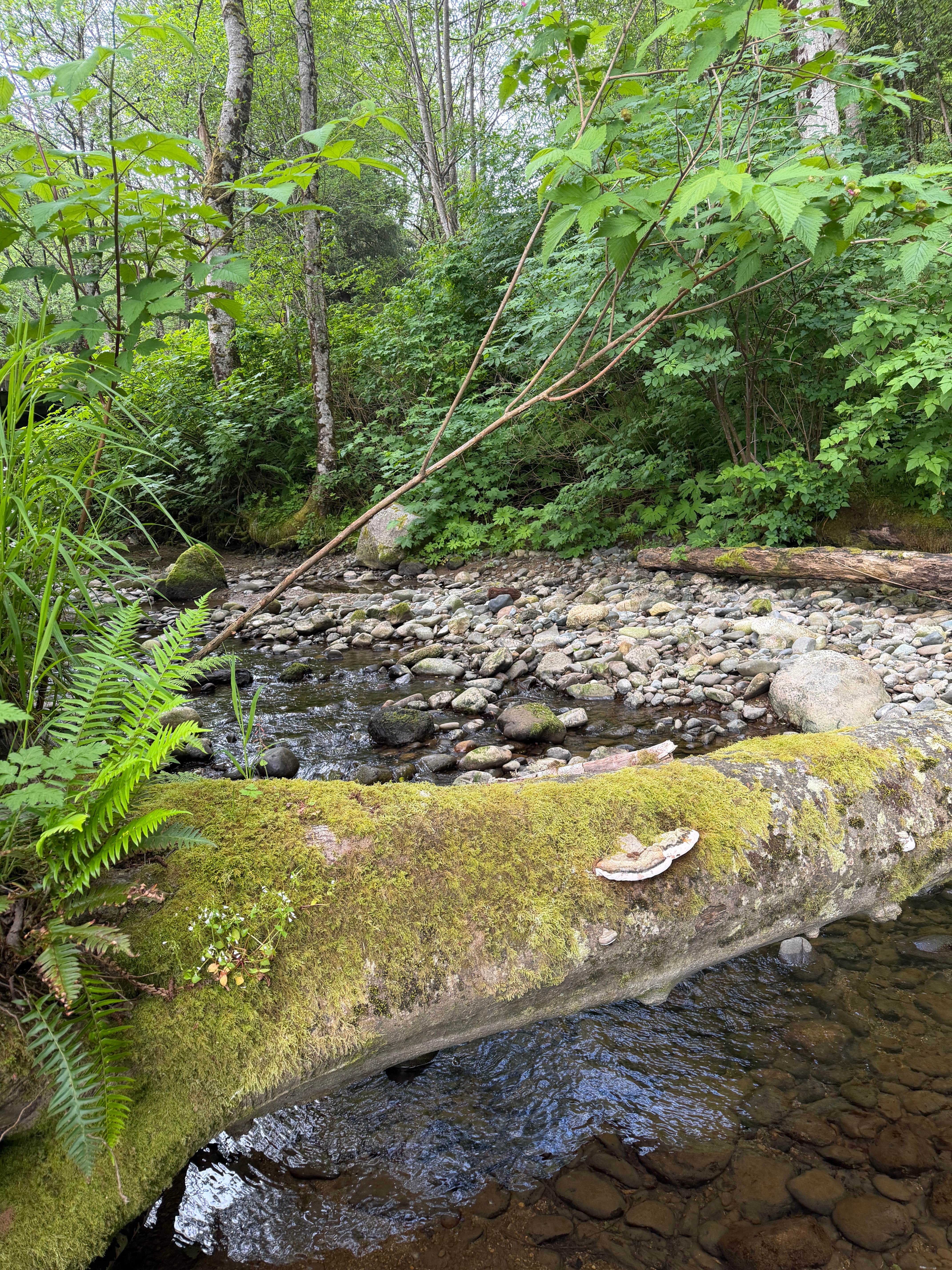 Camper-submitted photo at Jansen Creek Beach Dispersed Campsite near Neah Bay, WA
