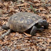 Review photo of Jay B. Starkey Wilderness Park by Rodd S., September 18, 2025