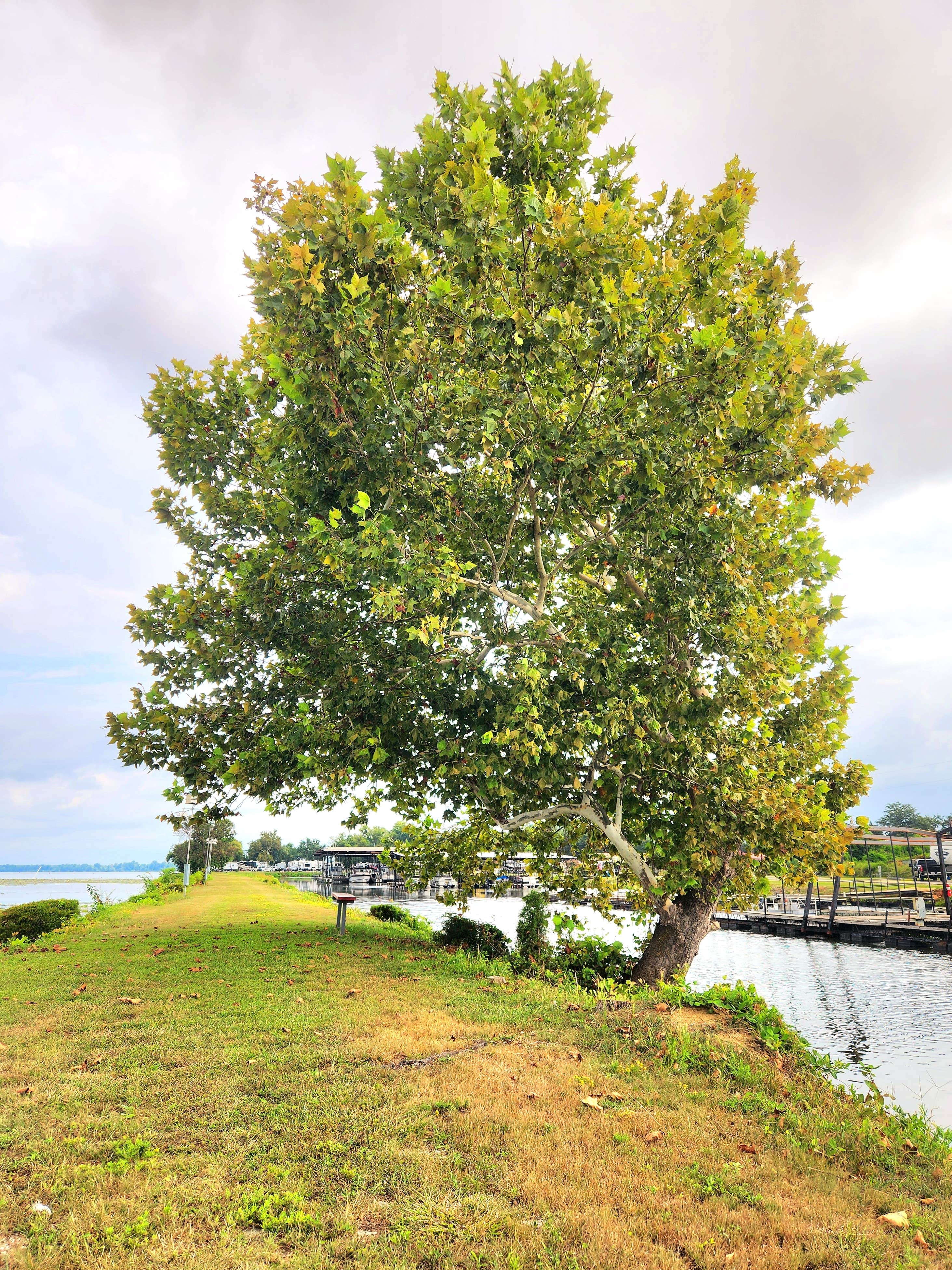 Camper-submitted photo at Jay Landings Marina & RV Park near Danville, AL