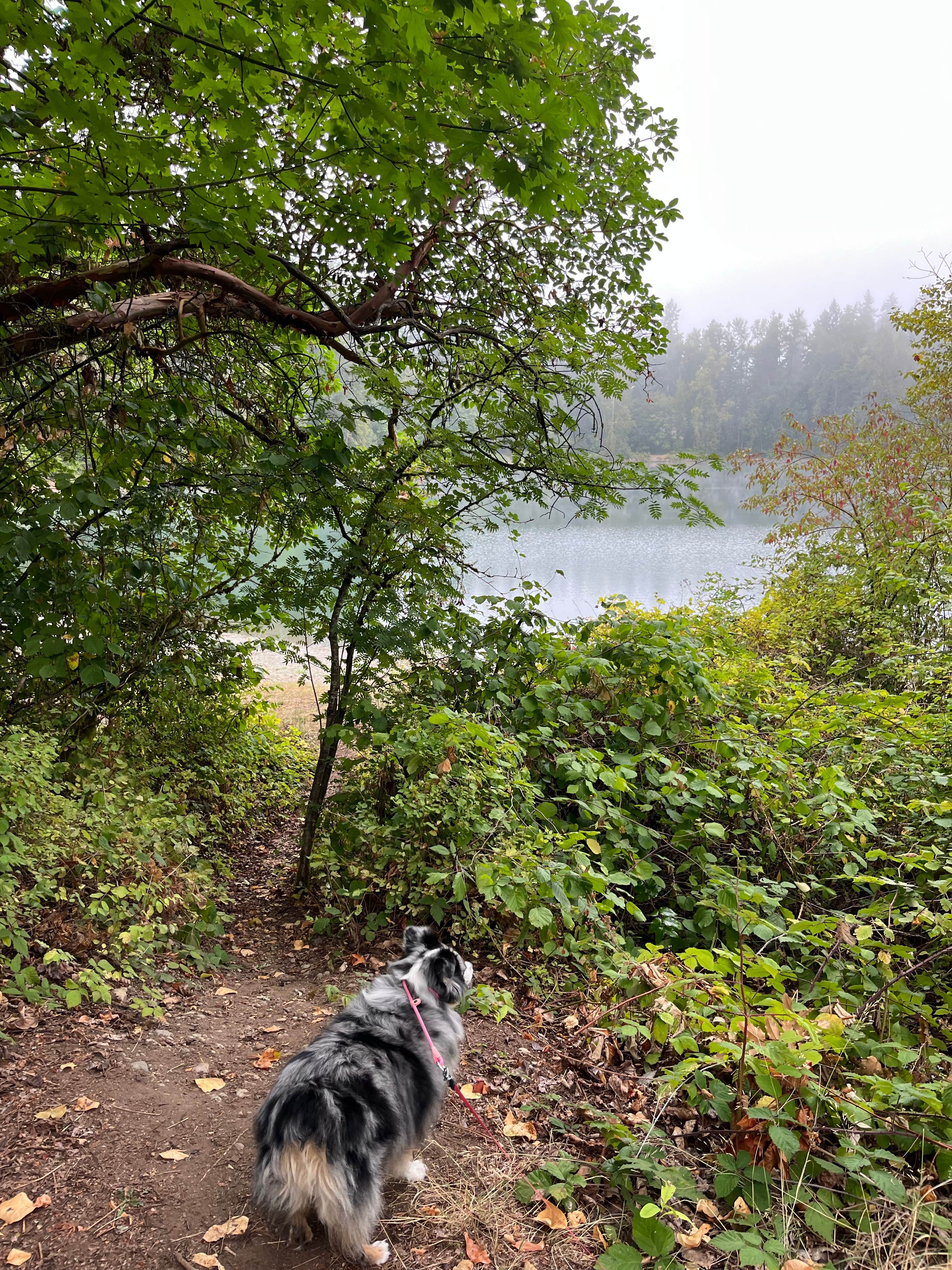andrew's photo of camping with pets at Lewis North Travel Camp - Joint Base Lewis McChord near Tacoma, WA