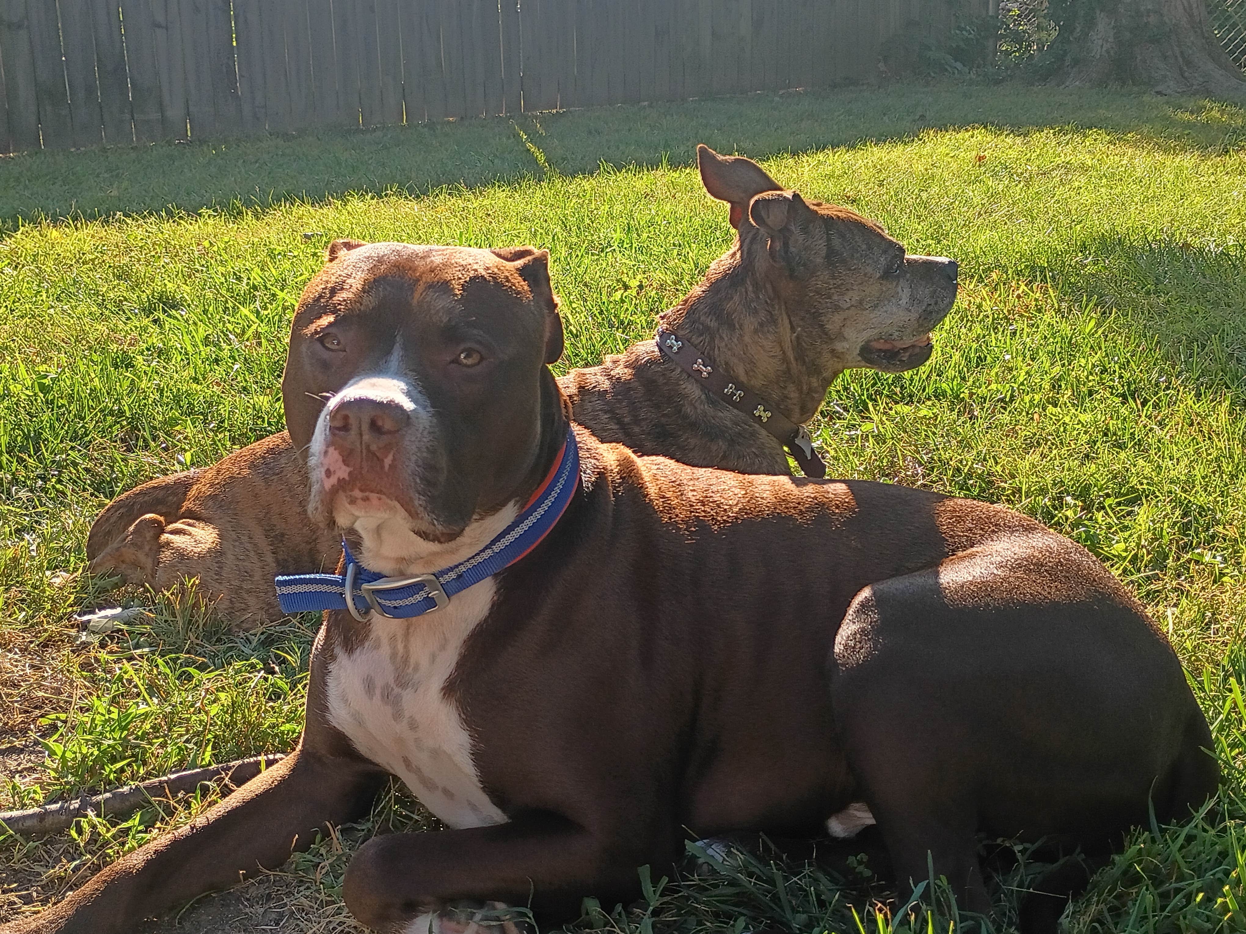 Stacy B.'s photo of camping with pets at Horine Reservation Camping at Jefferson County Memorial Forest near Louisville, KY