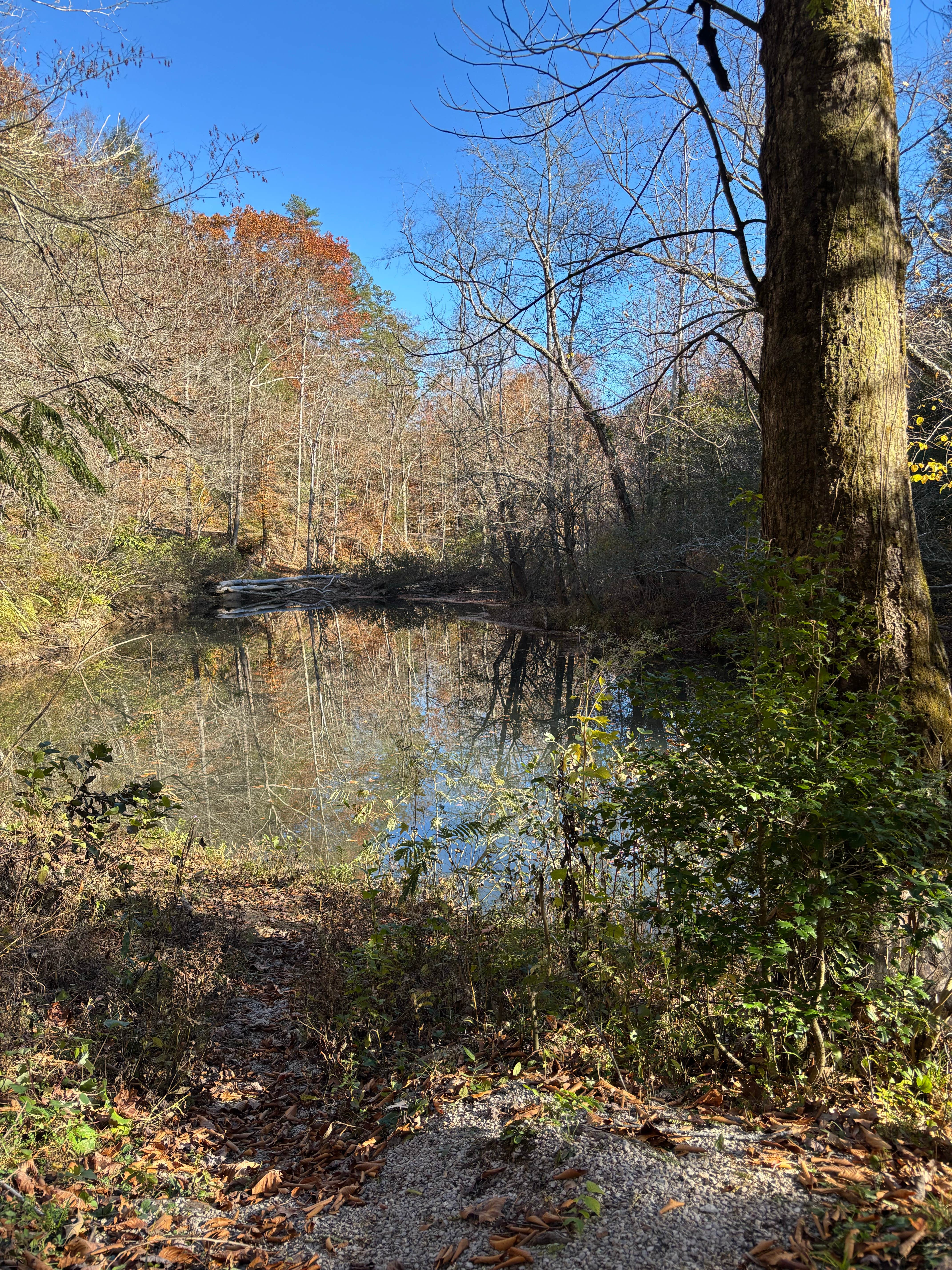 Camper submitted image from Jellico Creek Rd Dispersed Site 3 - 1