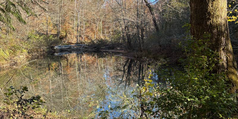 Camper submitted image from Jellico Creek Rd Dispersed Site 3