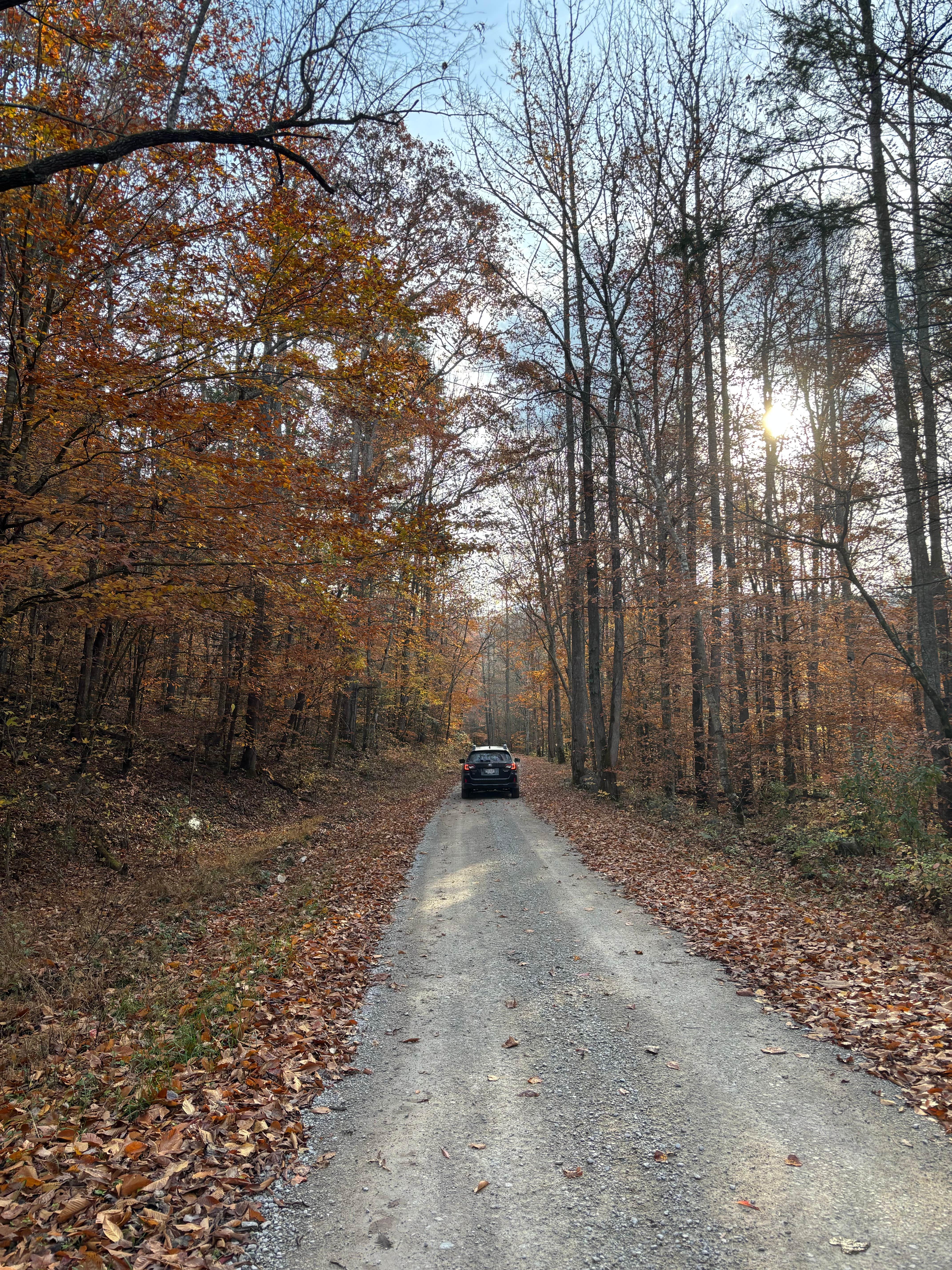 Camper submitted image from Jellico Creek Rd Dispersed Site 3 - 4