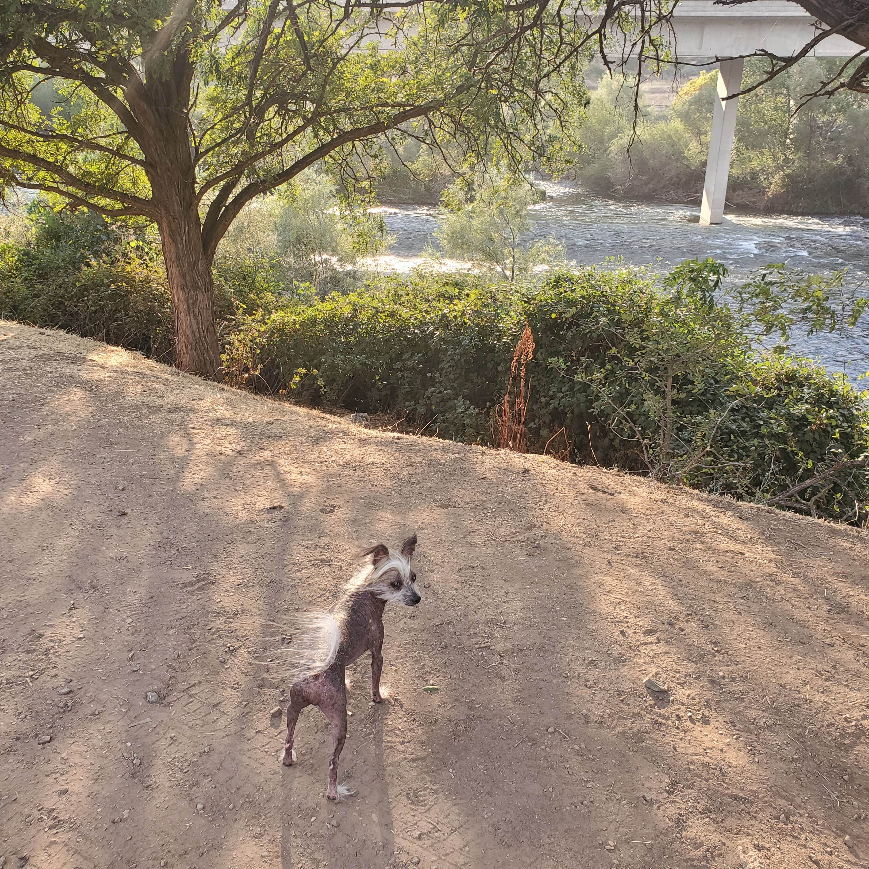 Gypsiesden P.'s photo of camping with pets at Rogue River National Forest Jim Creek Group Campground near Prospect, OR