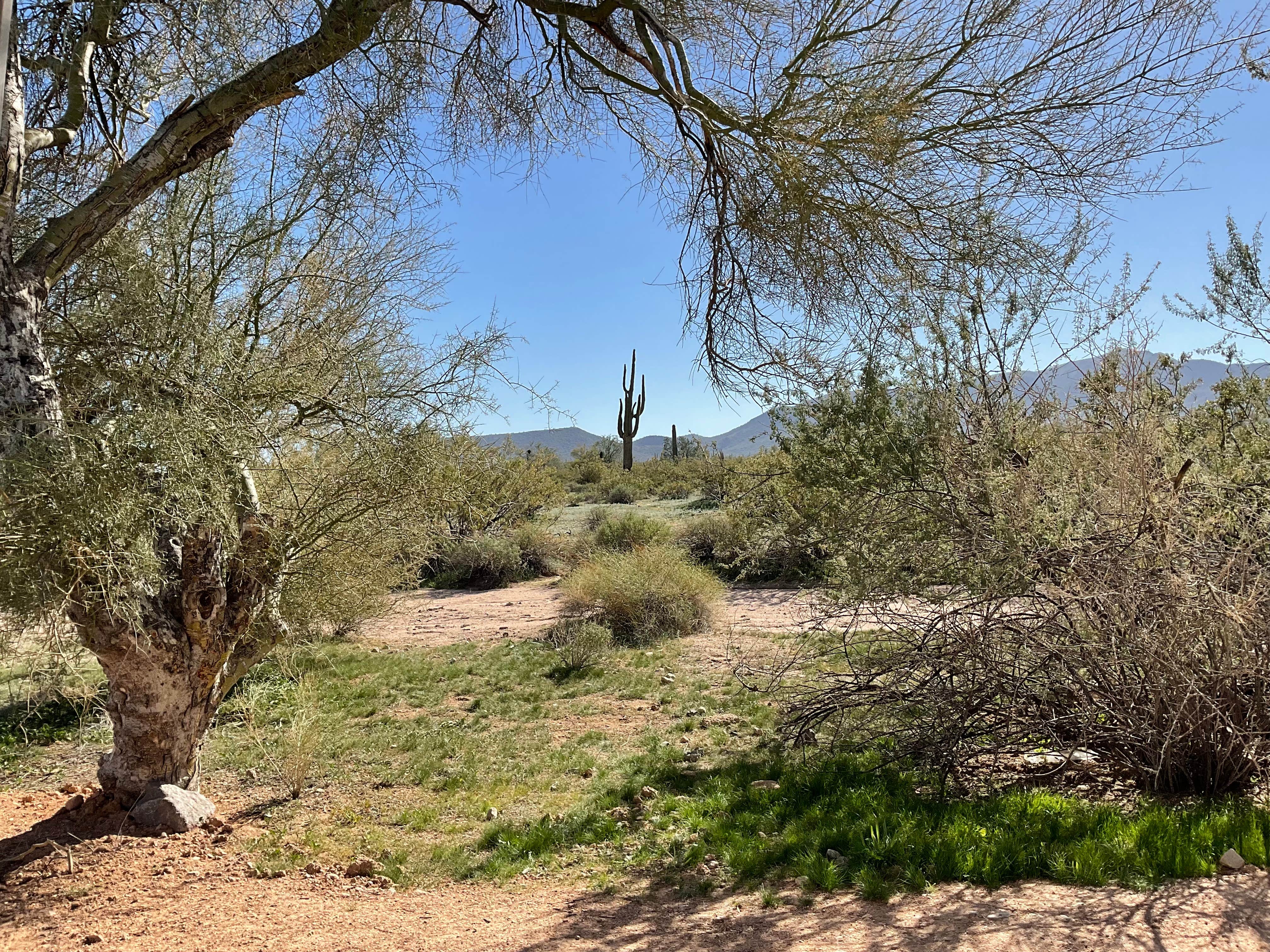 Camper-submitted photo at West Pinal County Park near Stanfield, AZ