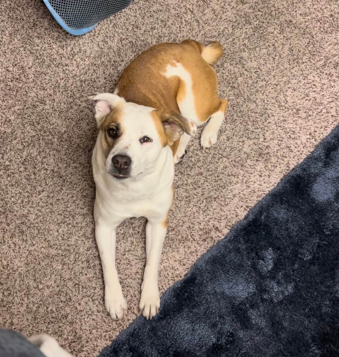 lisa K.'s photo of camping with pets at West Pinal County Park near Gila Bend, AZ