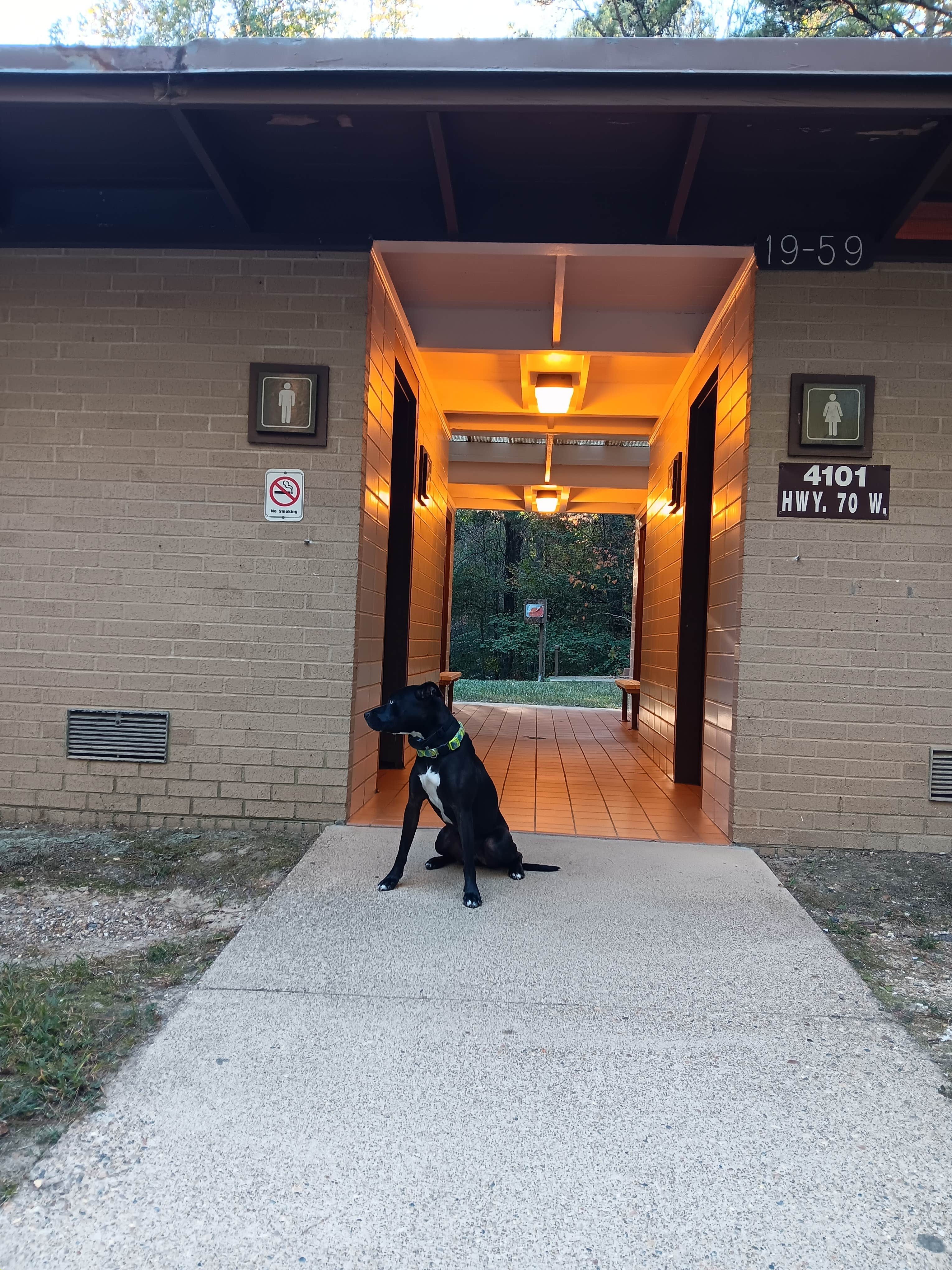 Alice S.'s photo of camping with pets at COE Lake Greeson Self Creek Jim Wylie Recreation Area and Campground near Nashville, AR