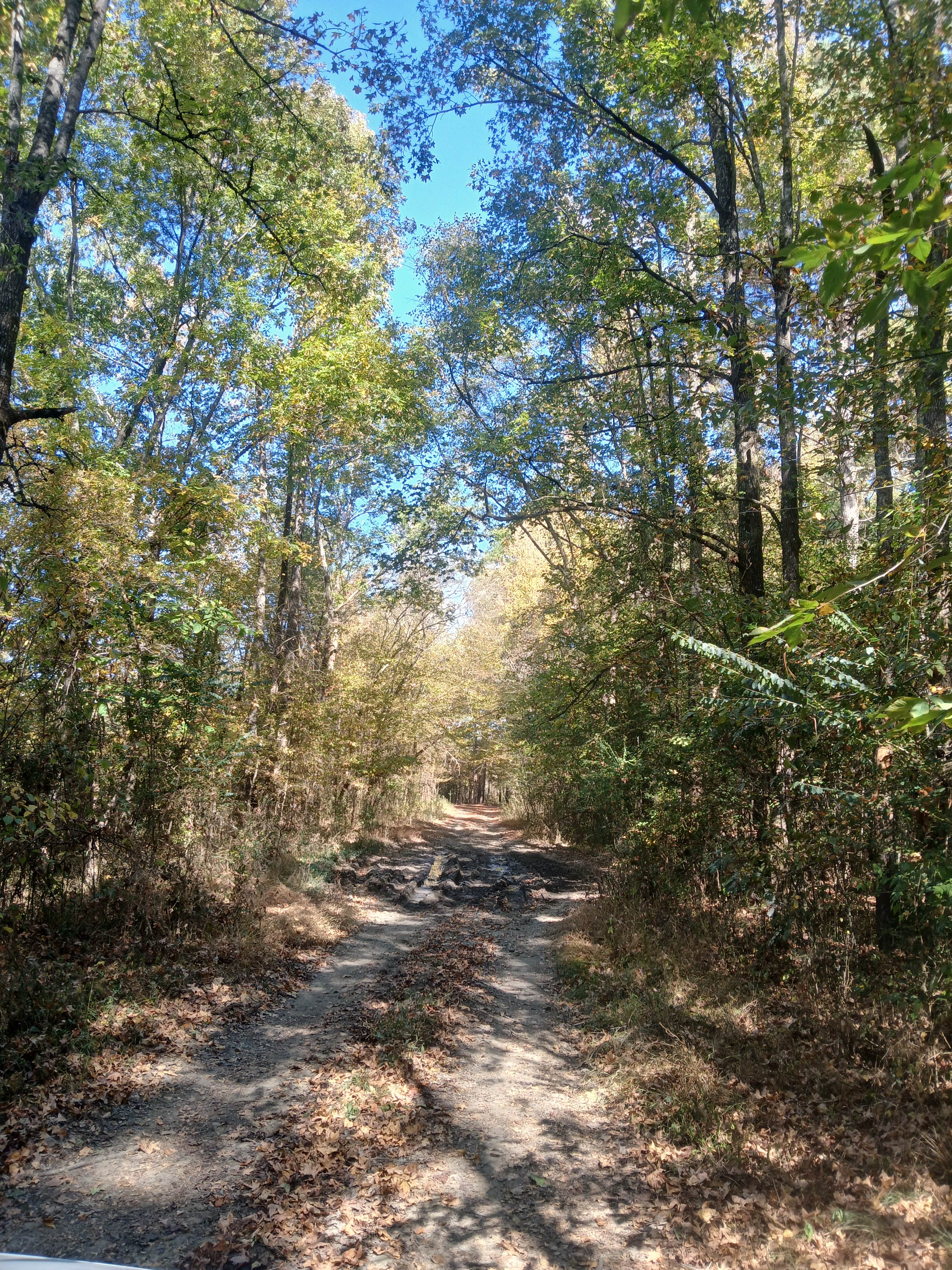 Camper submitted image from COE Lake Greeson Self Creek Jim Wylie Recreation Area and Campground - 3