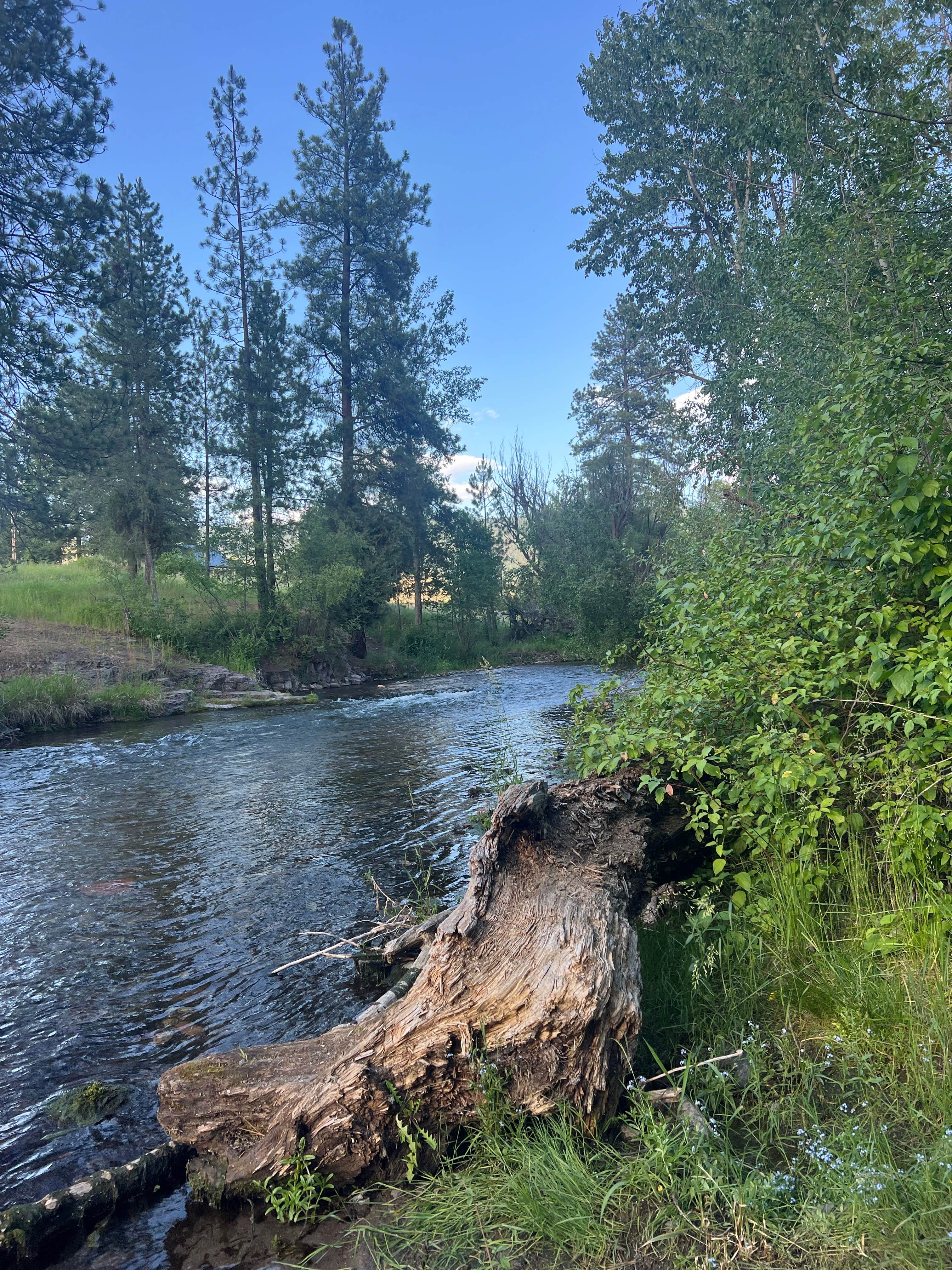 Camper-submitted photo at Jocko Hollow Campground near Frenchtown, MT