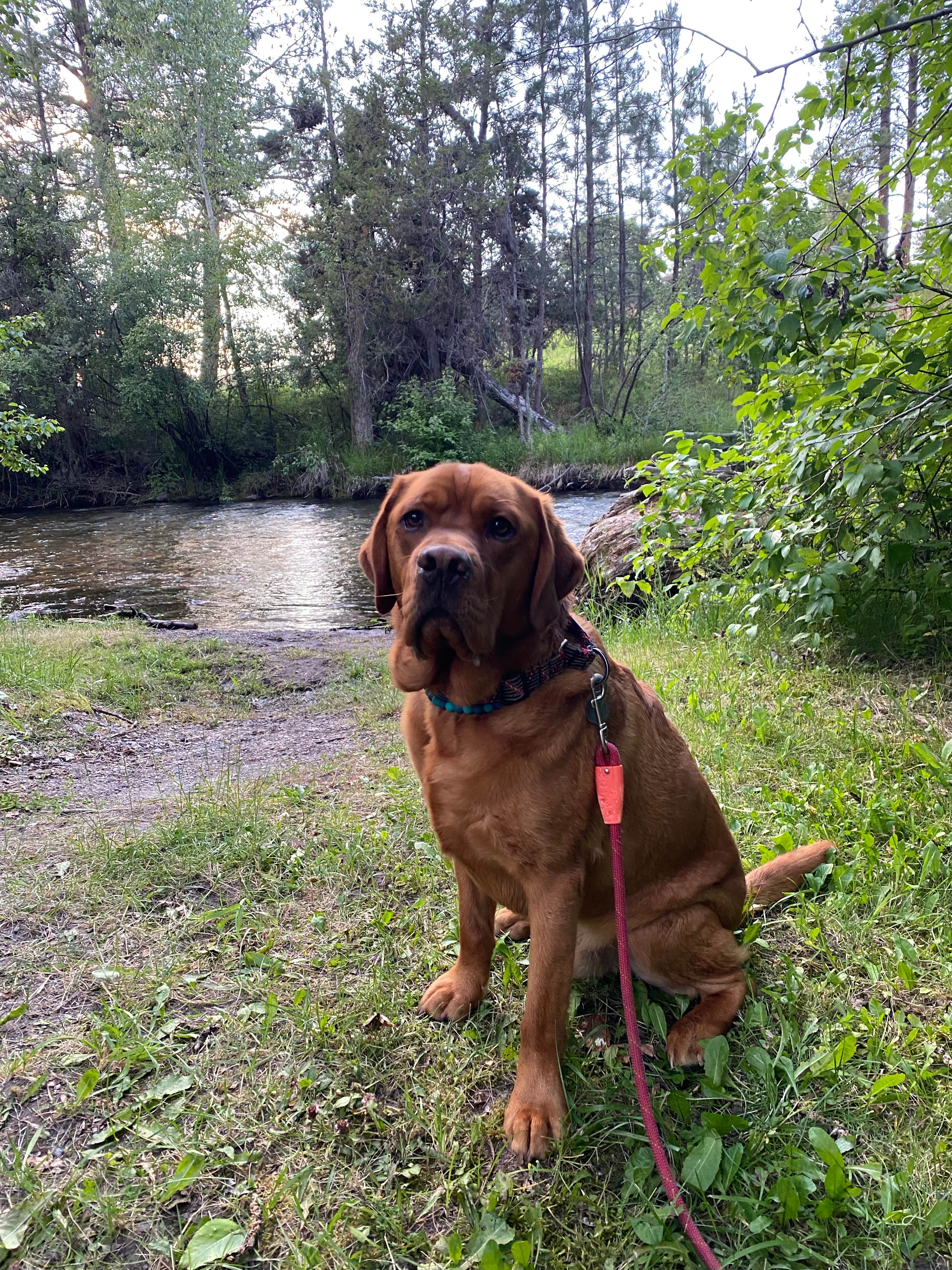 Stephanie G.'s photo of camping with pets at Jocko Hollow Campground near Bonner, MT