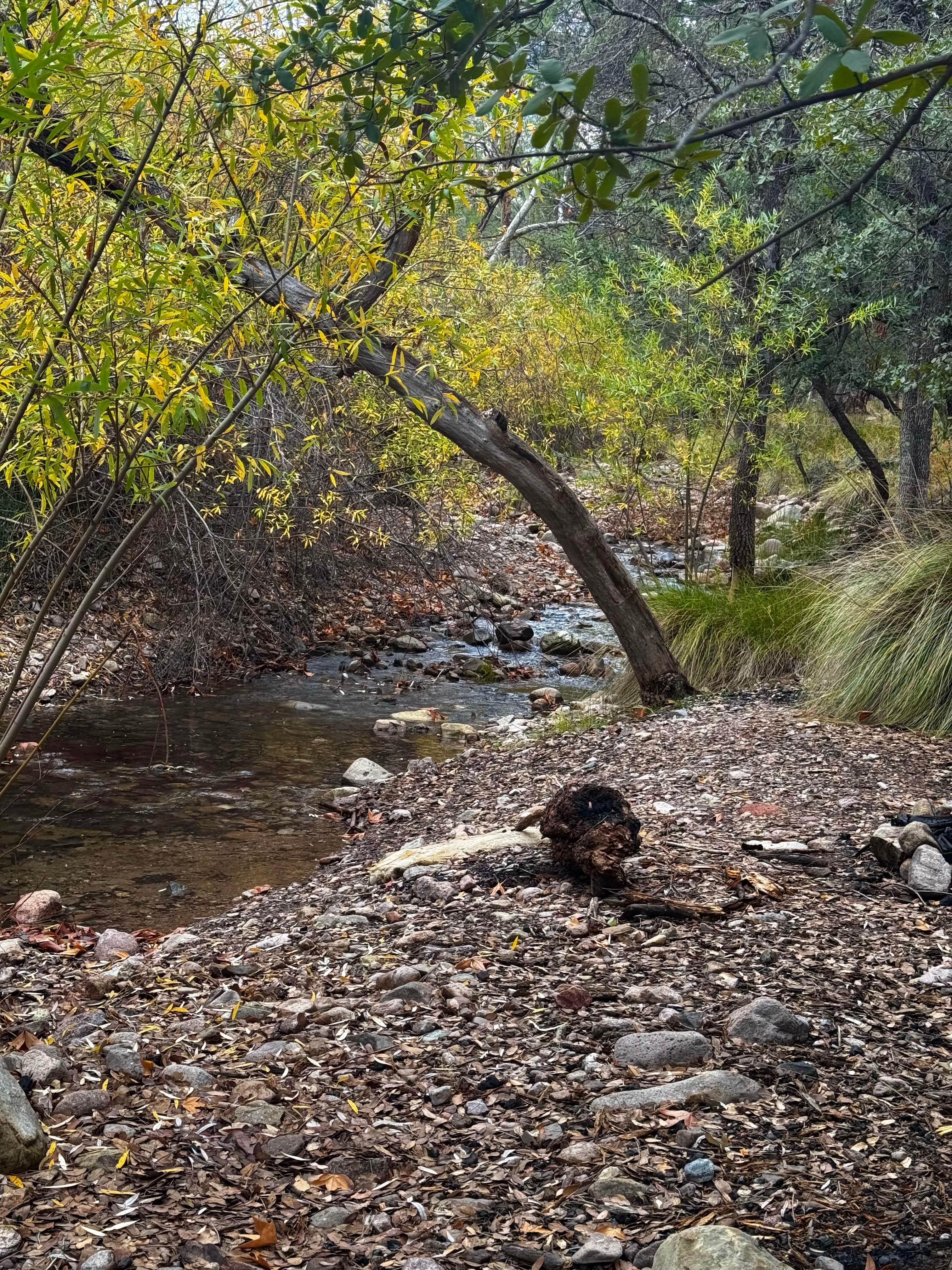 Camper-submitted photo at John Hand Campground near Animas, NM