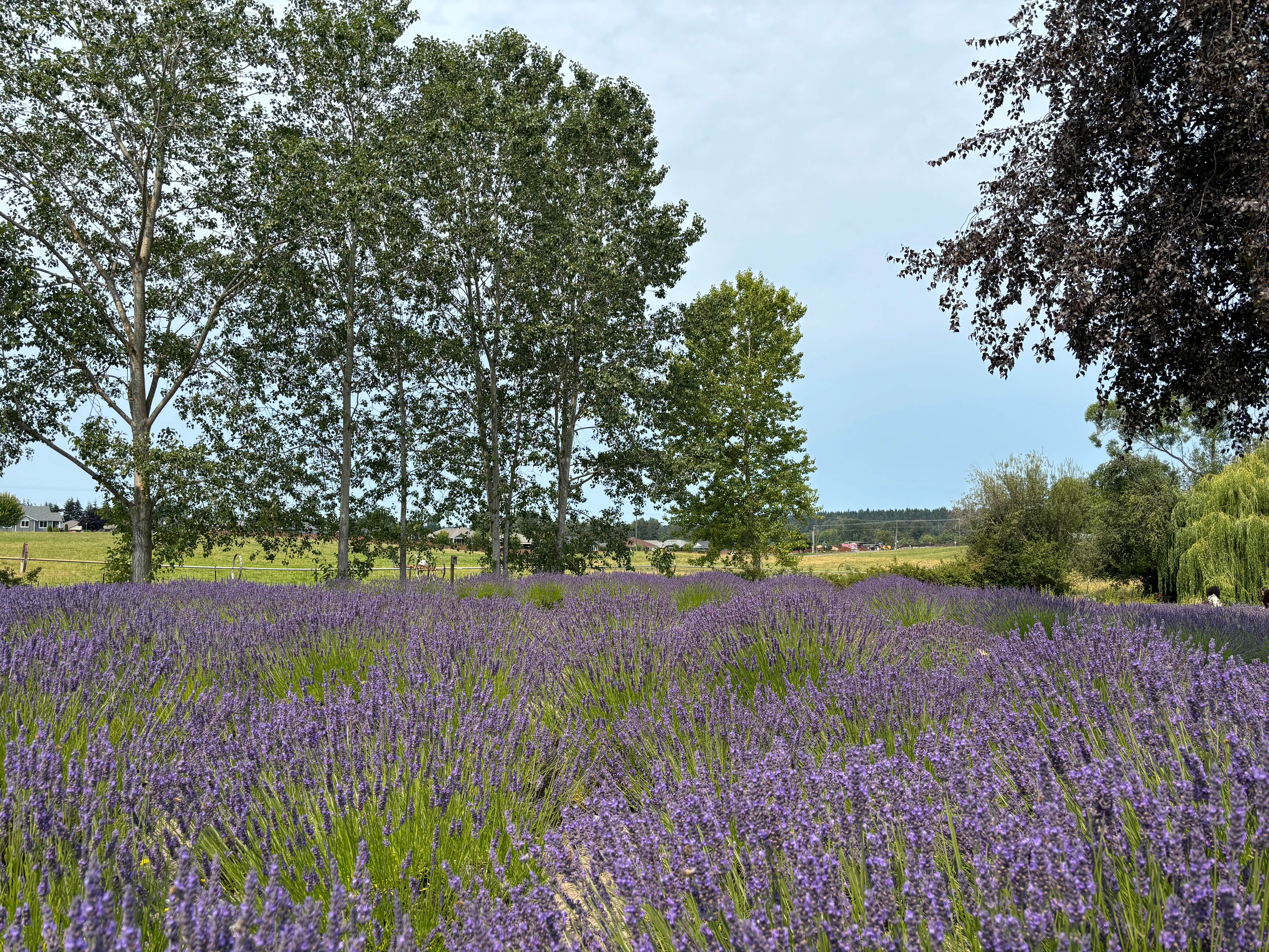 Camper-submitted photo at John Wayne's Waterfront Resort near Sequim, WA