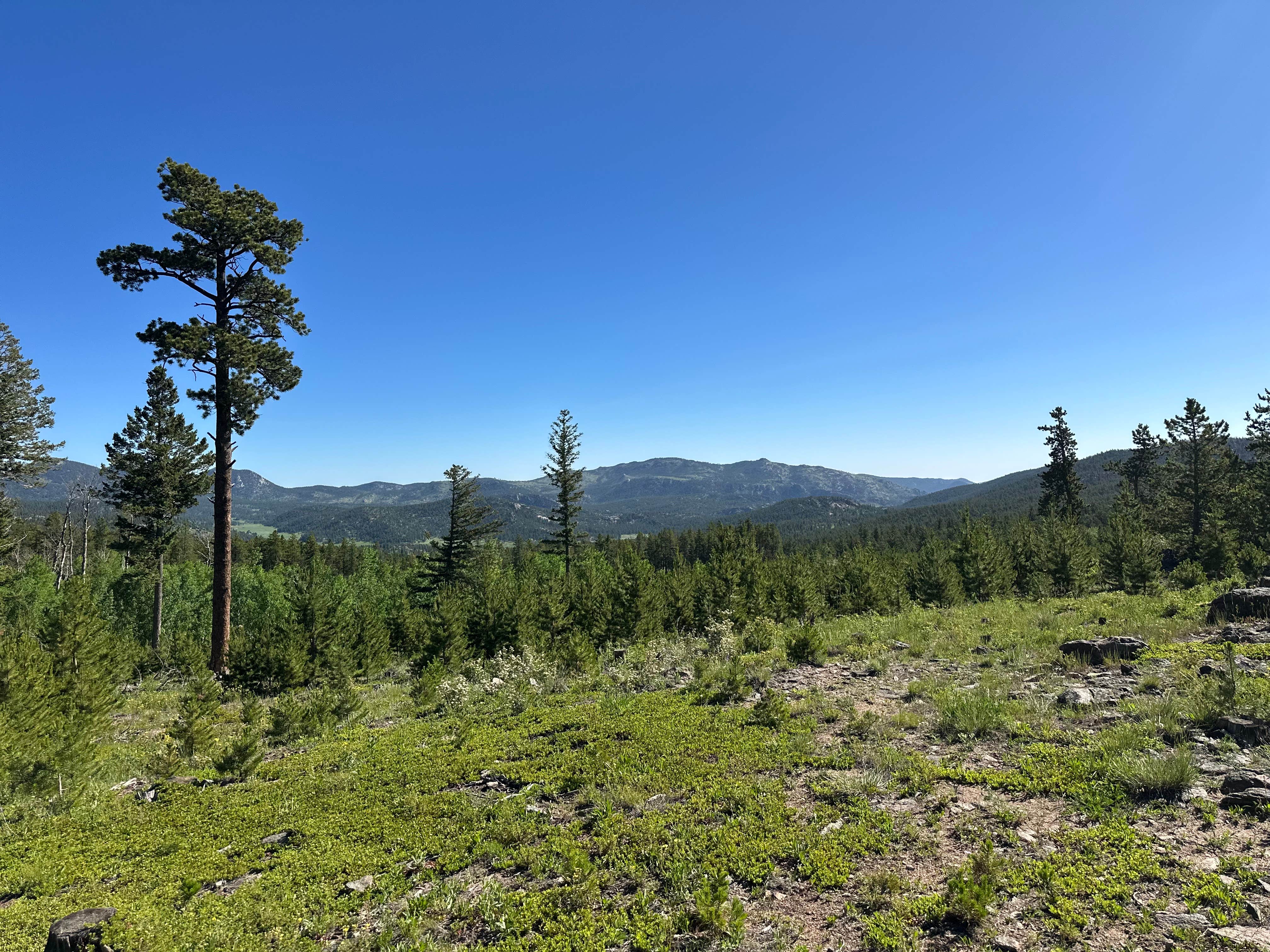 Camper-submitted photo at Johnny Park Road Camping near Estes Park, CO