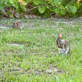 Review photo of Pine Grove Campground — Jonathan Dickinson State Park by Annette S., May 18, 2024