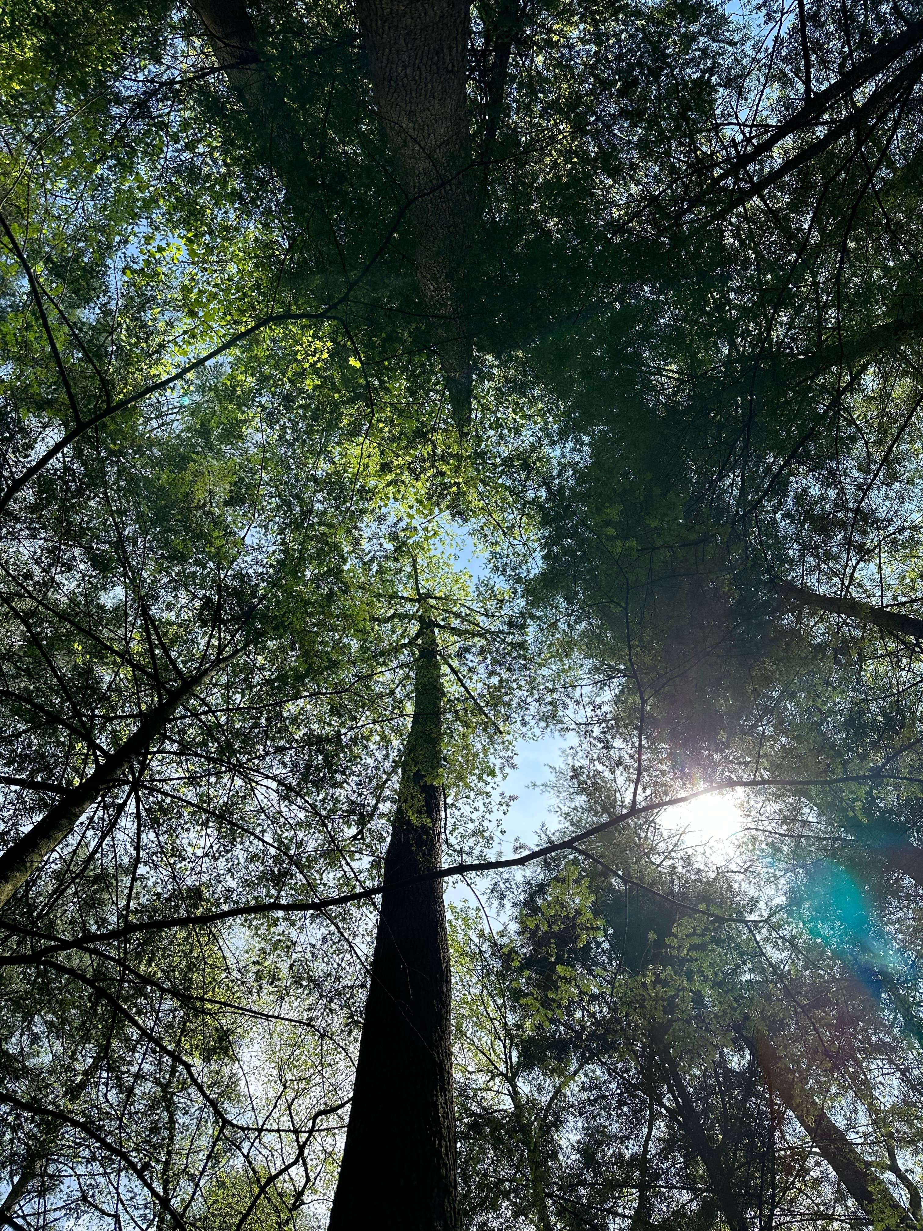 Billie P.'s photo of a dispersed camping area at Jones Creek Dispersed Campground near McCaysville, GA