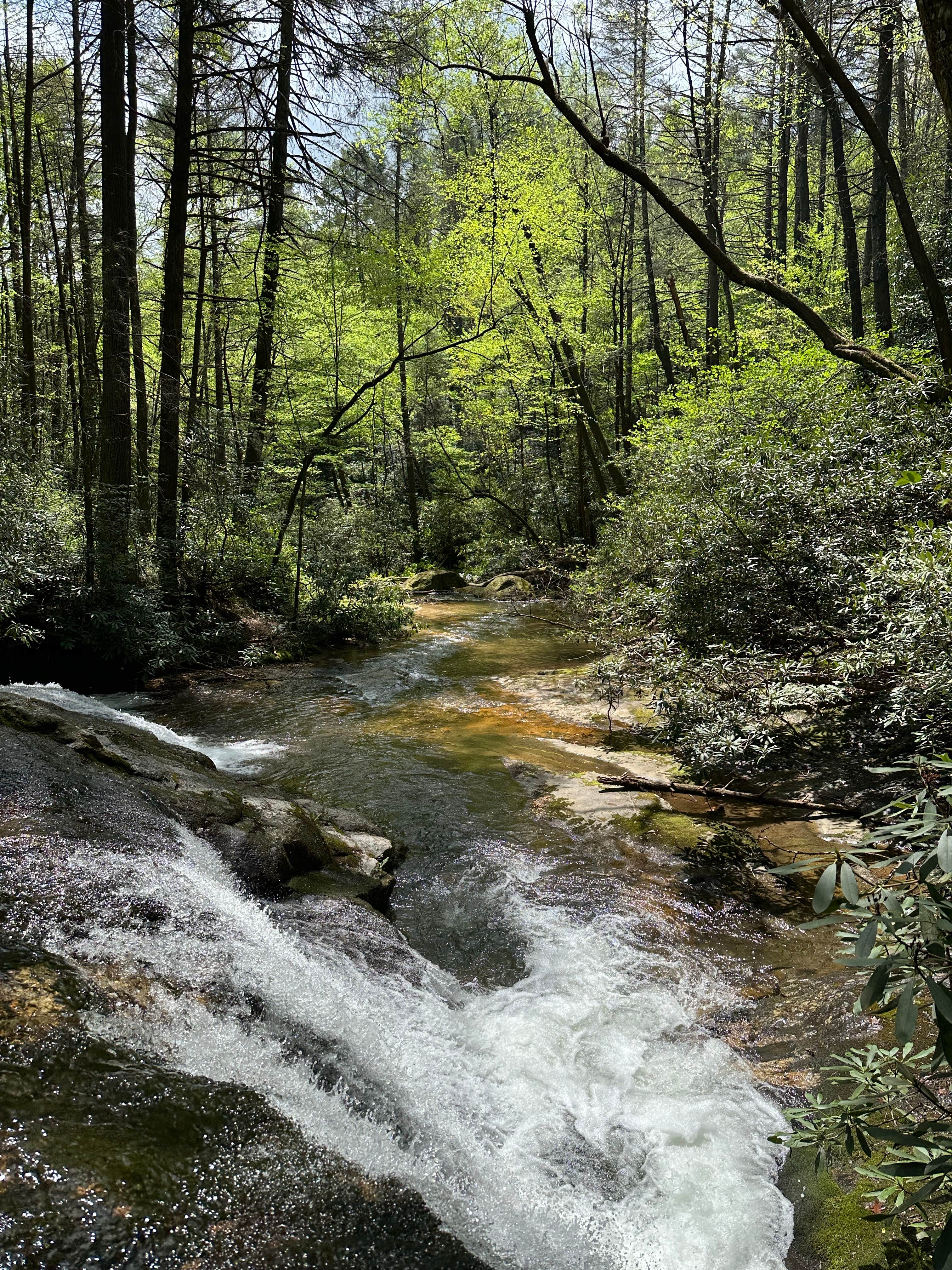 Camper submitted image from Jones Creek Dispersed Campground - 5