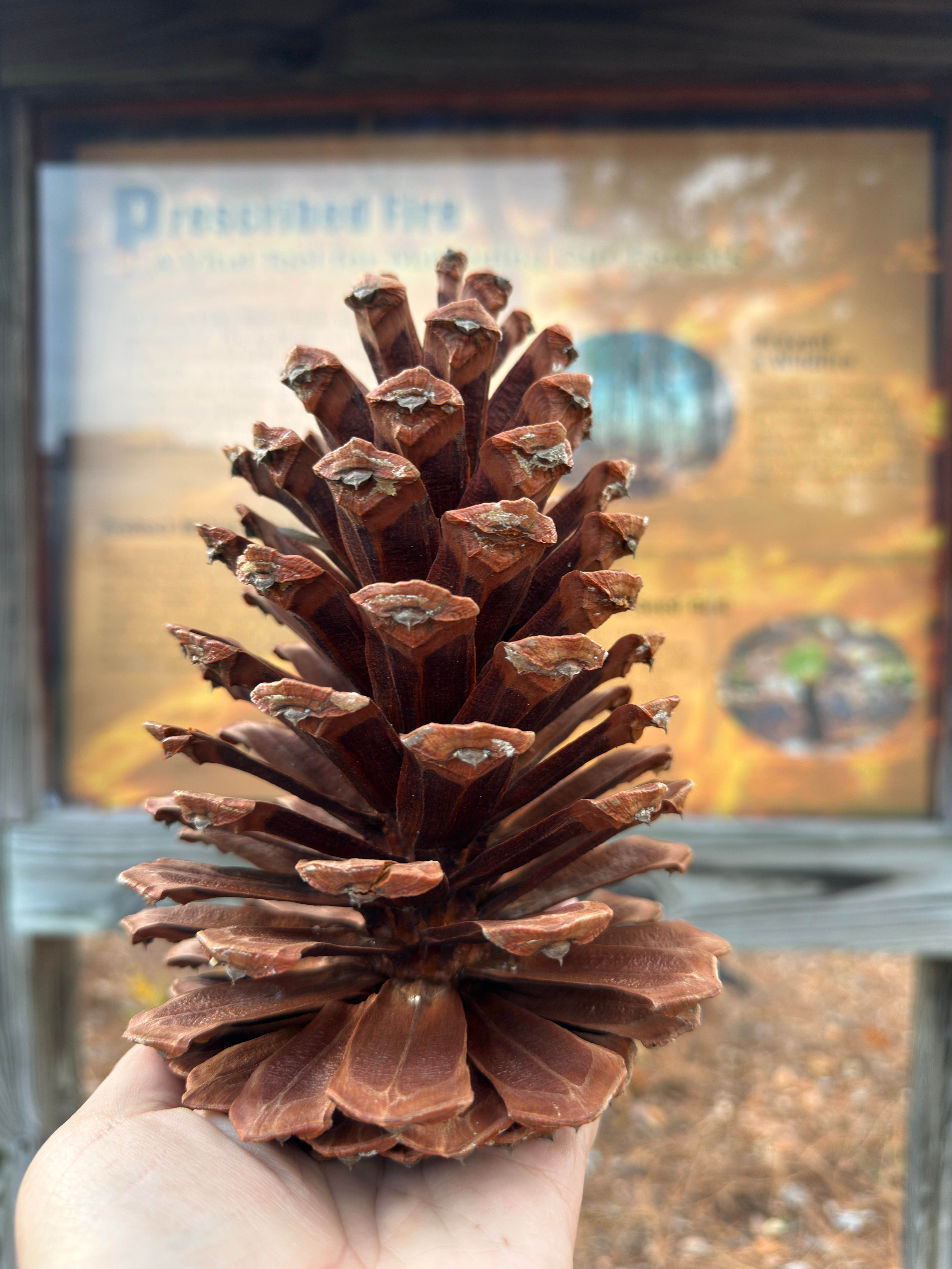 Camper submitted image from Jones Lake Family Campground - 2