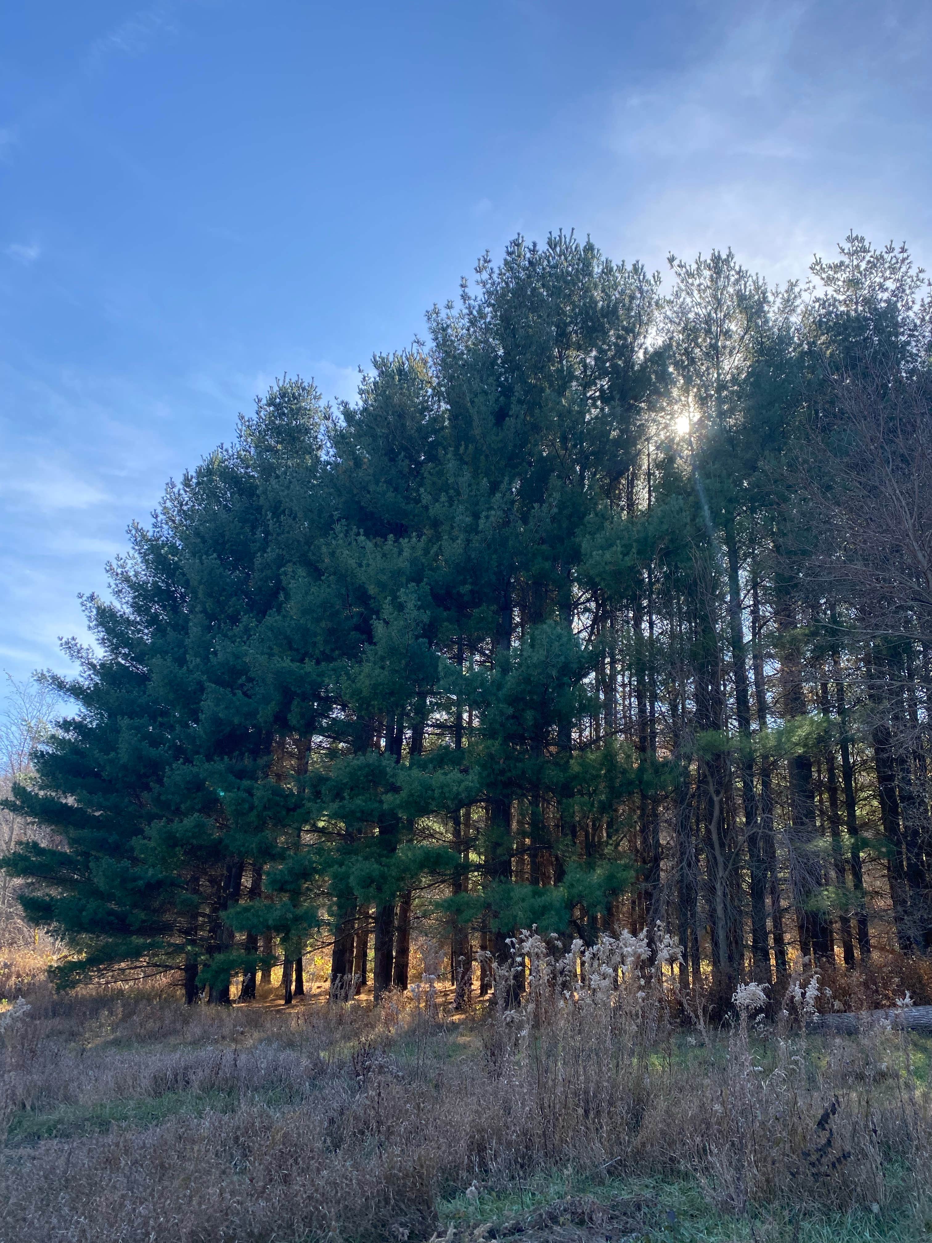 Camping near Lewis and Clark State Park Campground: Jones Pond, Pisgah, Iowa