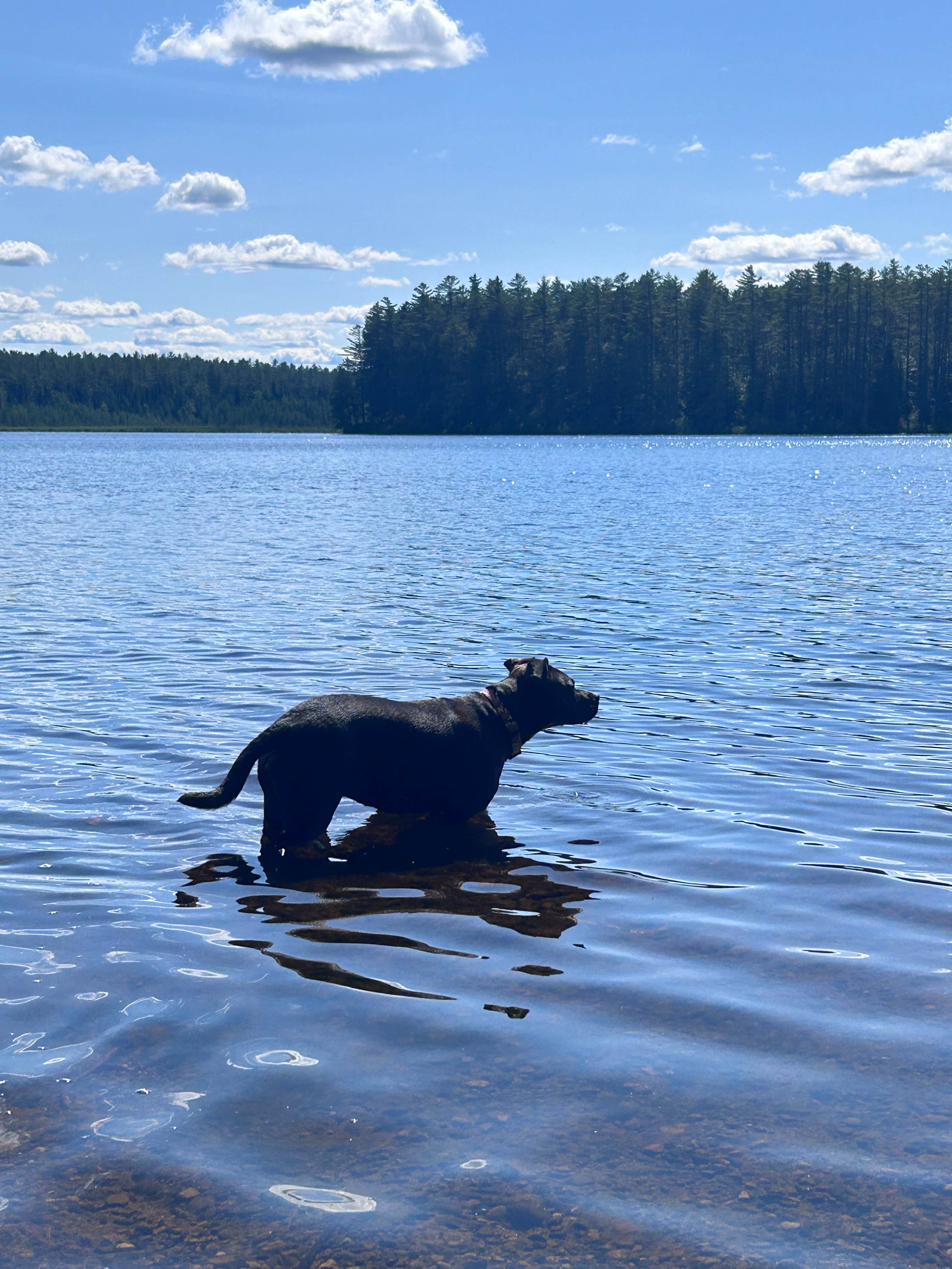 Tyler C.'s photo of camping with pets at Jones Pond NYSDEC Primitive Campsites near Paul Smiths, NY