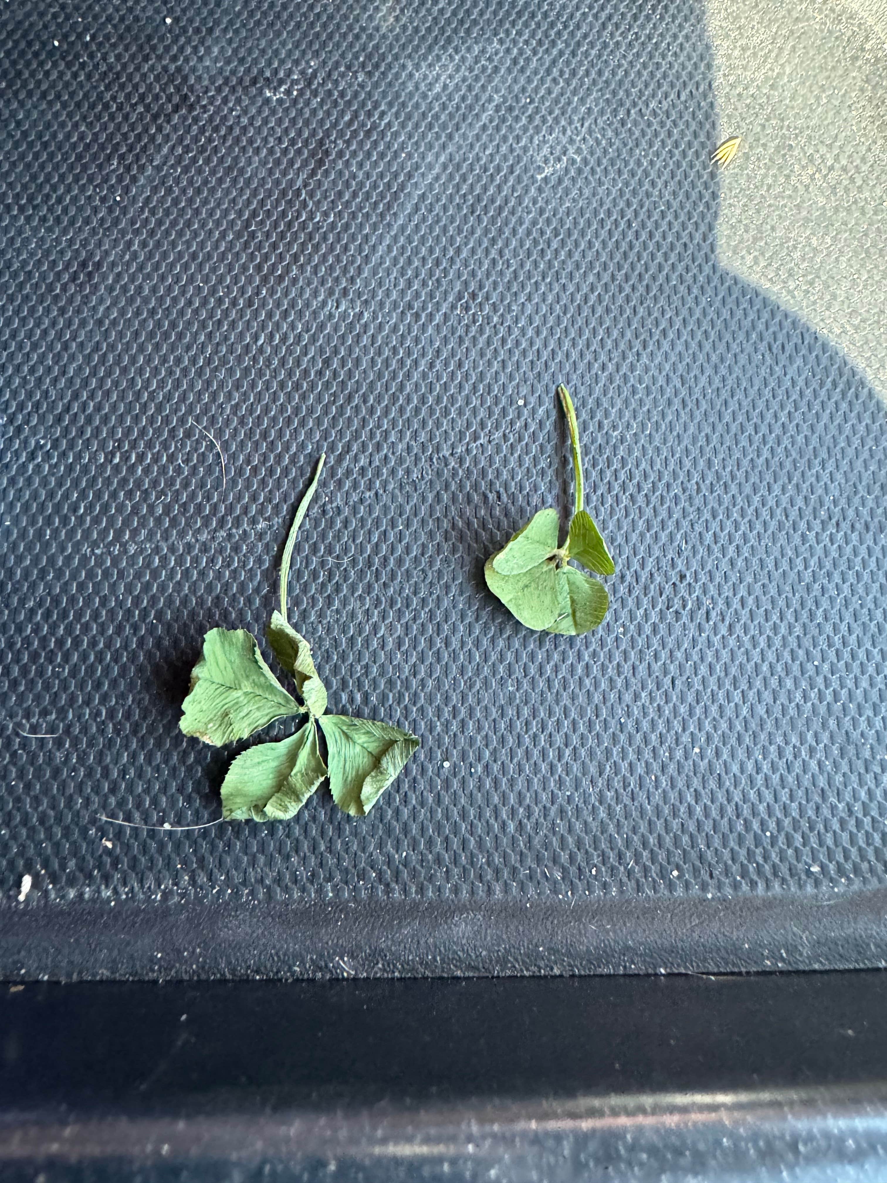 Camper-submitted photo at Joplin KOA near Sheldon, MO