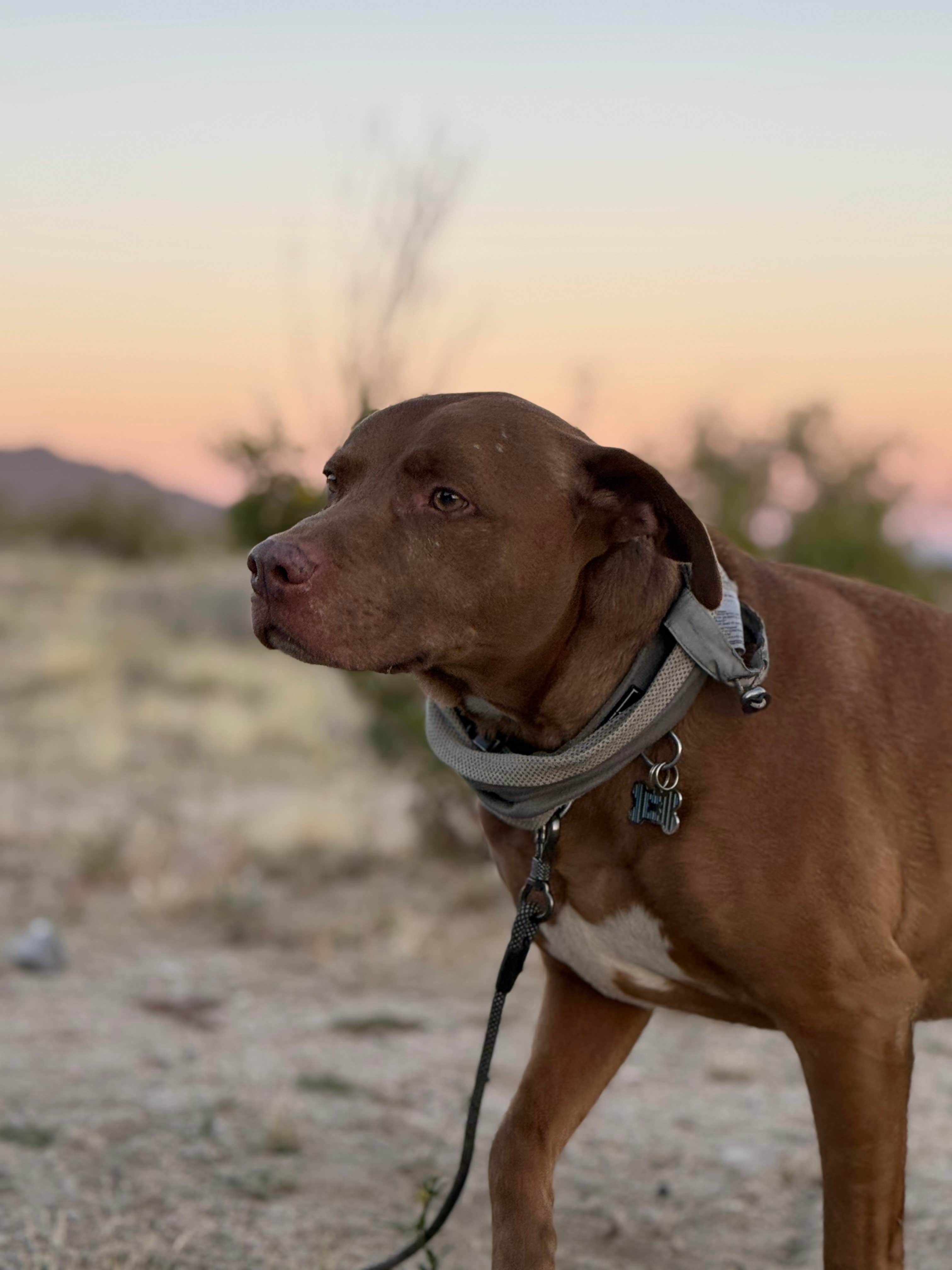 Anna H.'s photo of camping with pets at Joshua tree BLM by entrance near Joshua Tree National Park