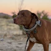 Review photo of Joshua tree BLM by entrance by Anna H., March 12, 2026